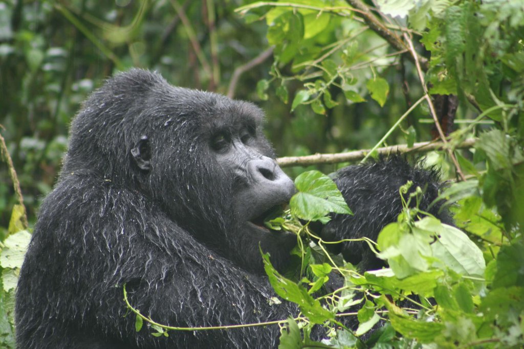 Safari Uganda berggorilla Bwindi Impenetrable National Park