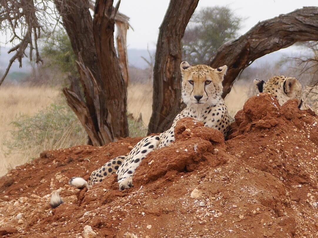 Cheetah op termietenheuvel Tarangire National Park Tanzania