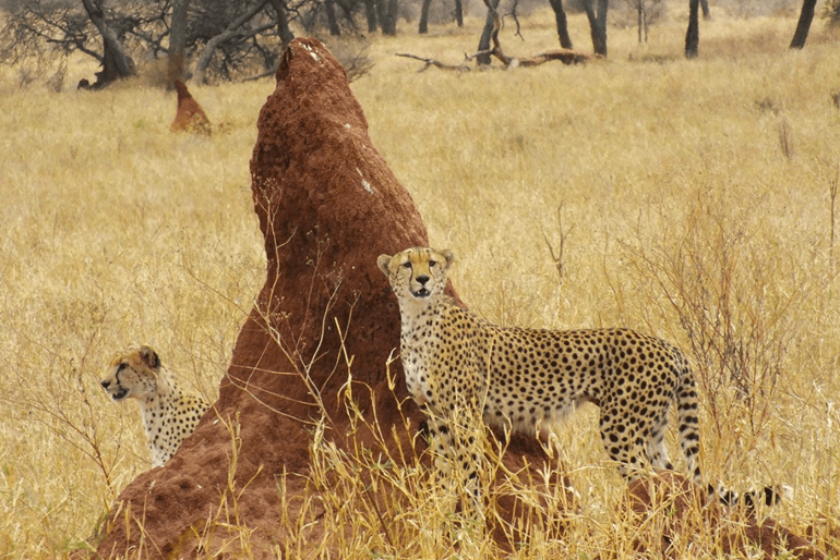 Cheetahs in Tarangire National Park Tanzania