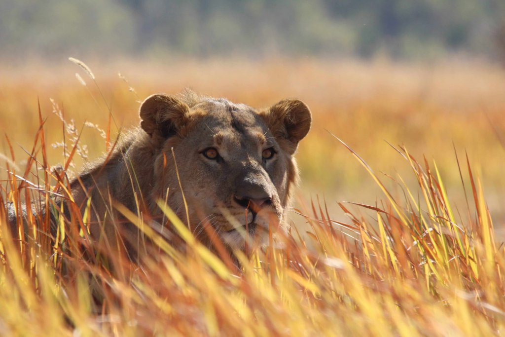 Jonge mannetjes leeuw in Moremi Game Reserve Botswana