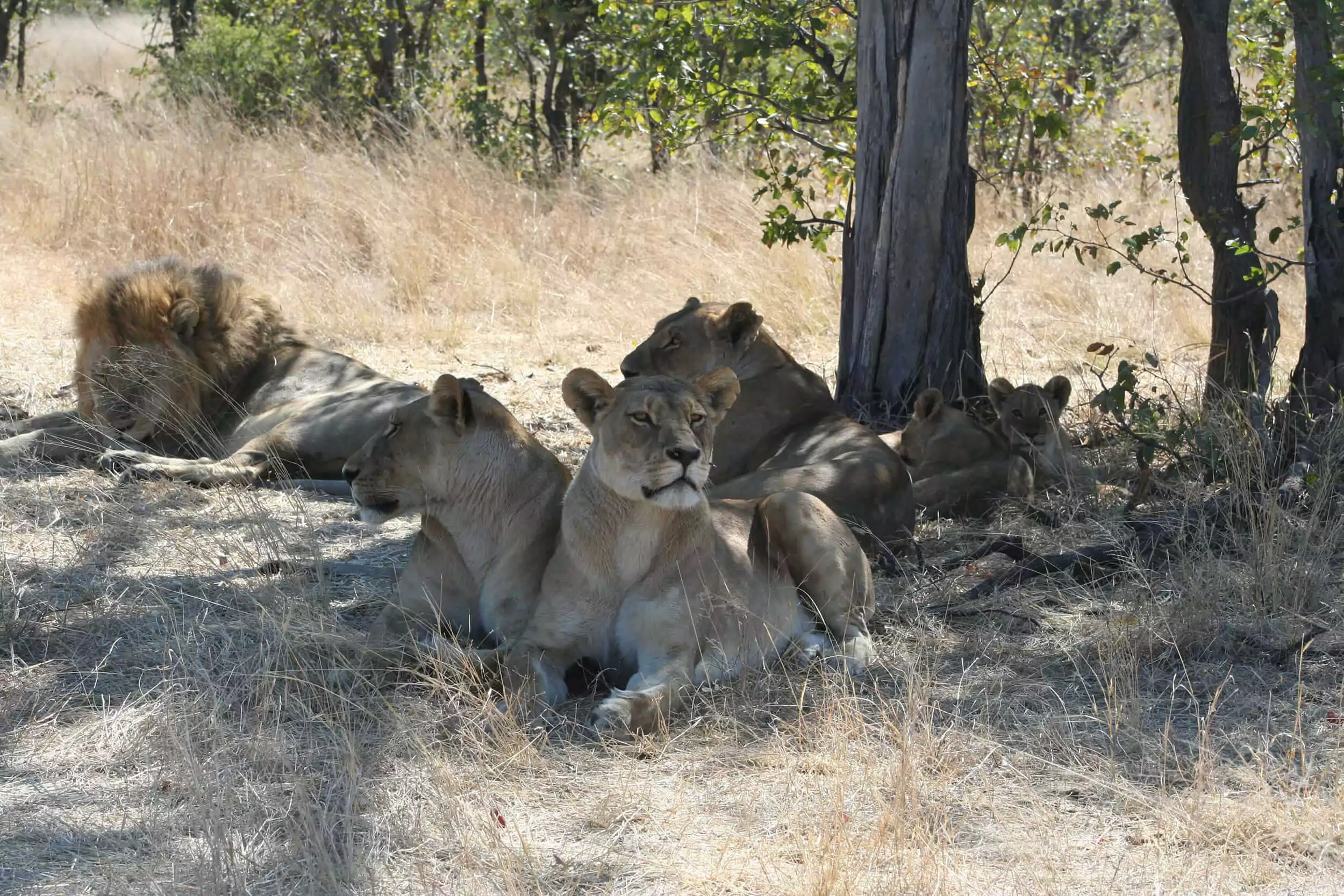 Leeuwenfamilie-in-Savuti-Botswana