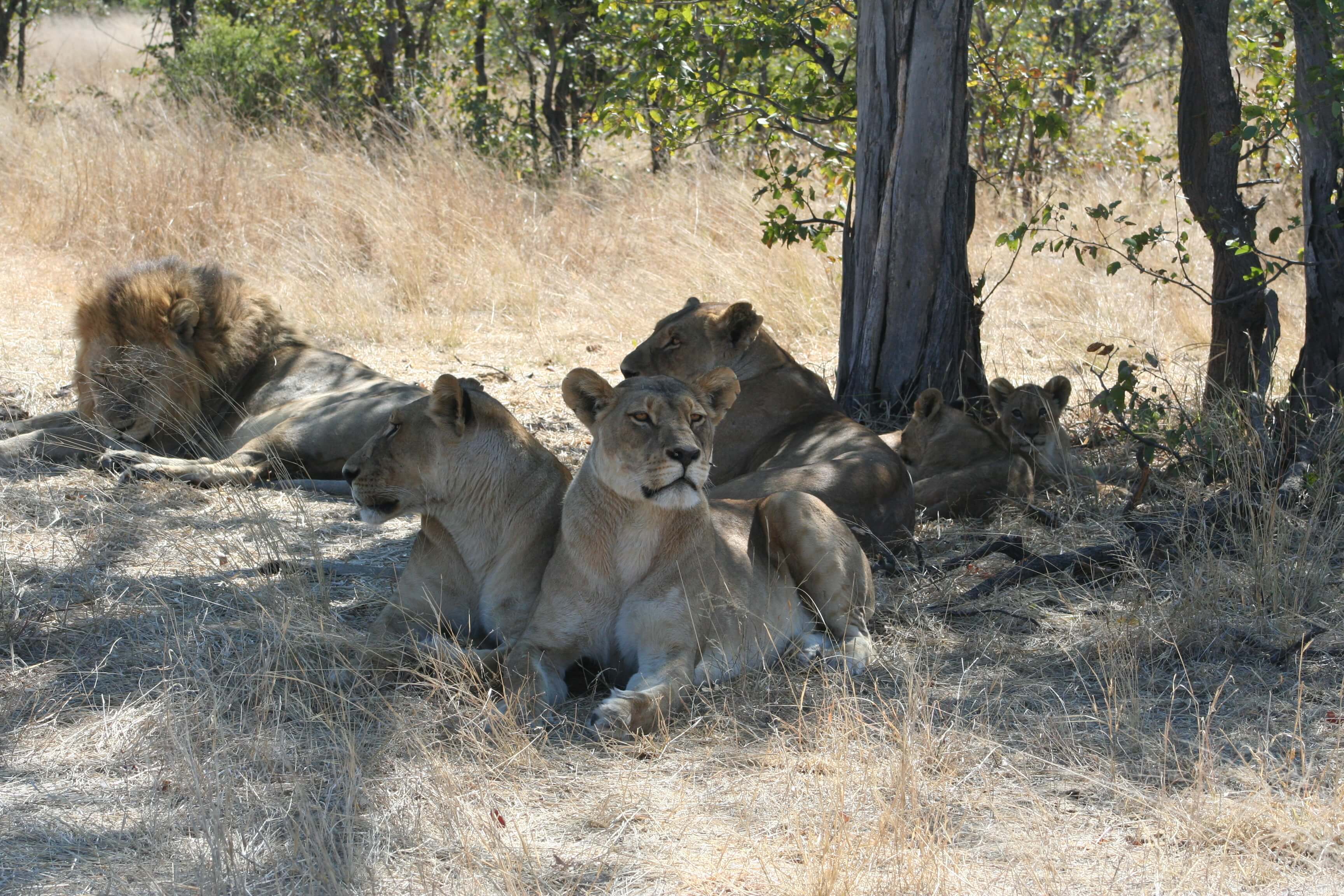 Leeuwenfamilie in Savuti Botswana