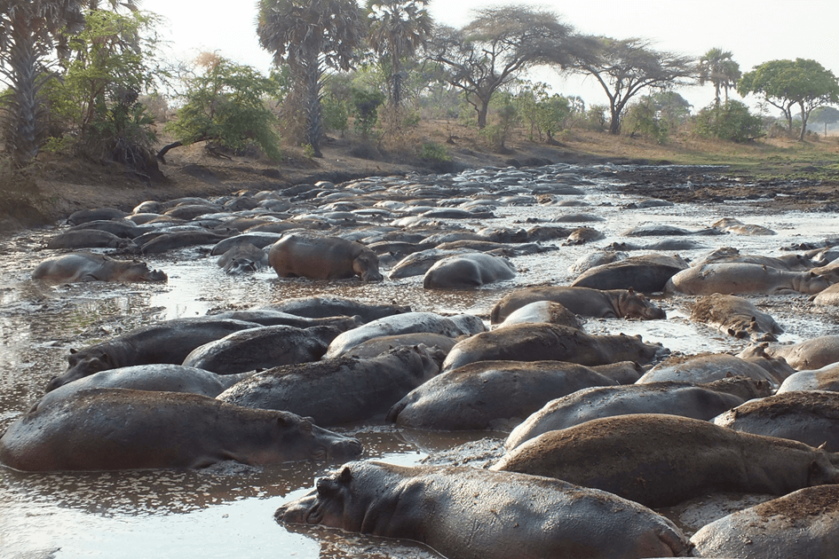 Nijlpaarden in Katavi National Park Tanzania