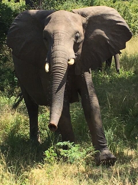 Olifant in South Luangwa National Park Zambia