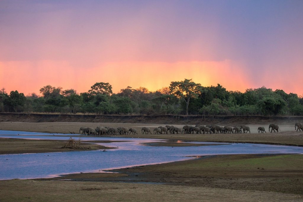 South Luangwa National Park, Olifanten steken de Luangwa rivier over, Zambia