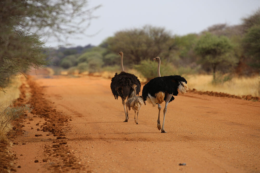 Struisvogels in Erindi Private Game Reserve Namibië