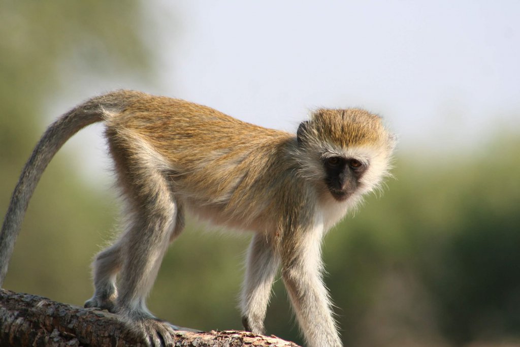 Velvet monkey in Selous Game Reserve Tanzania