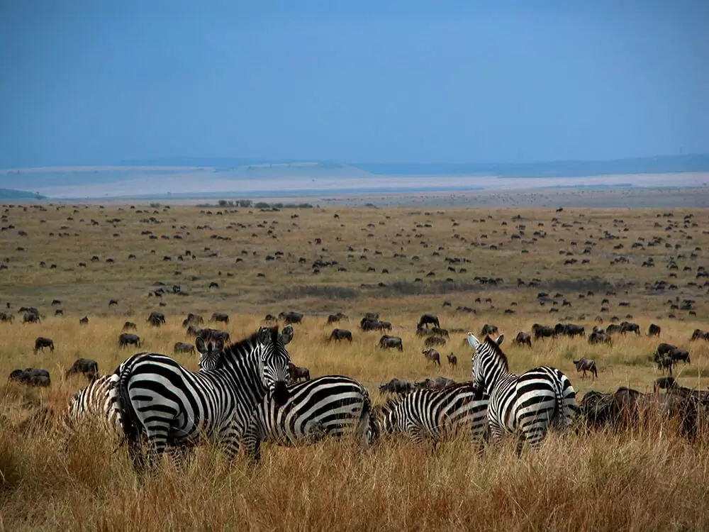 Zebra's kijken uit op Grote Migratie Serengeti Tanzania