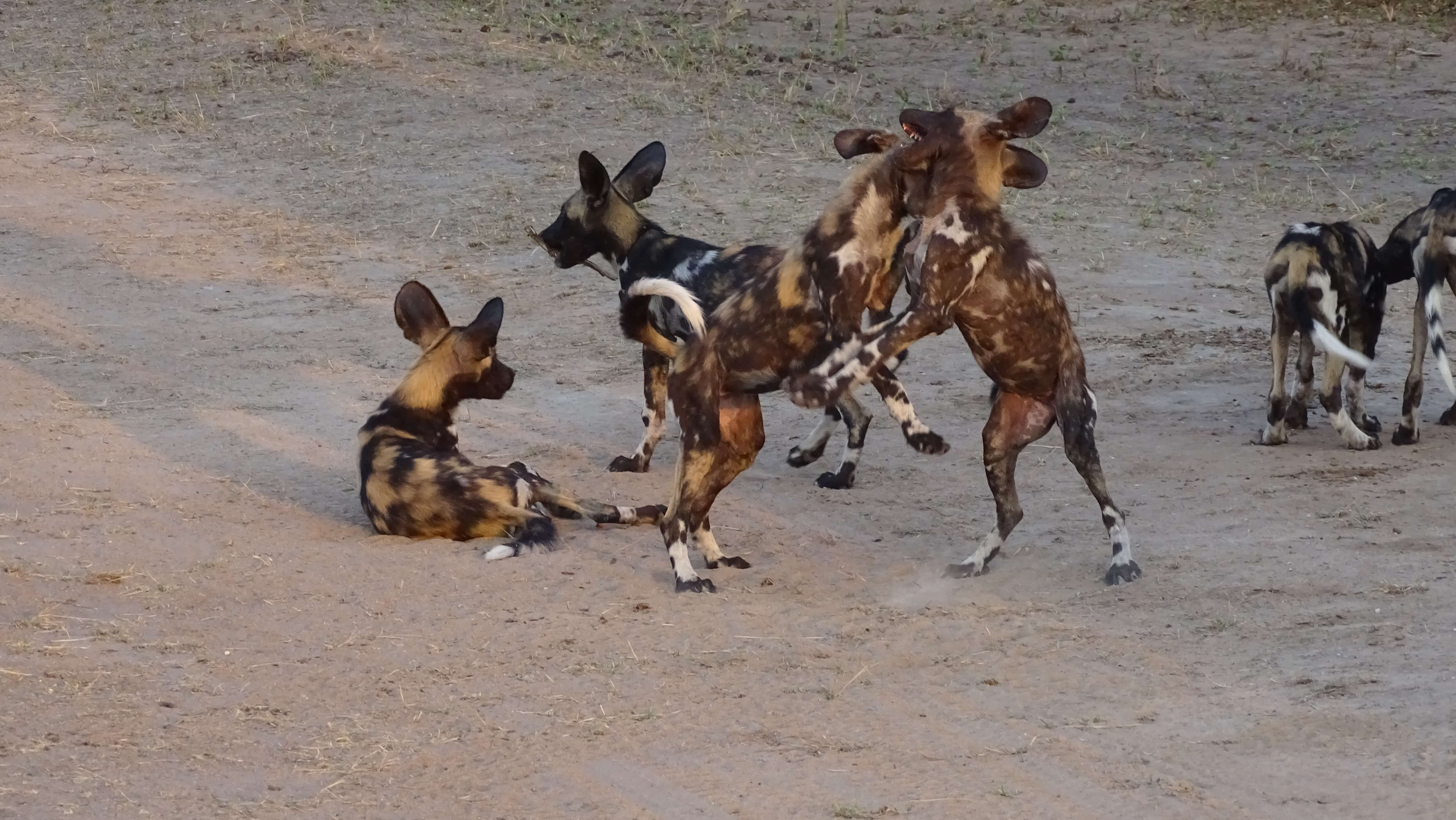 Afrikaanse wilde honden in Selous Game Reserve Tanzania