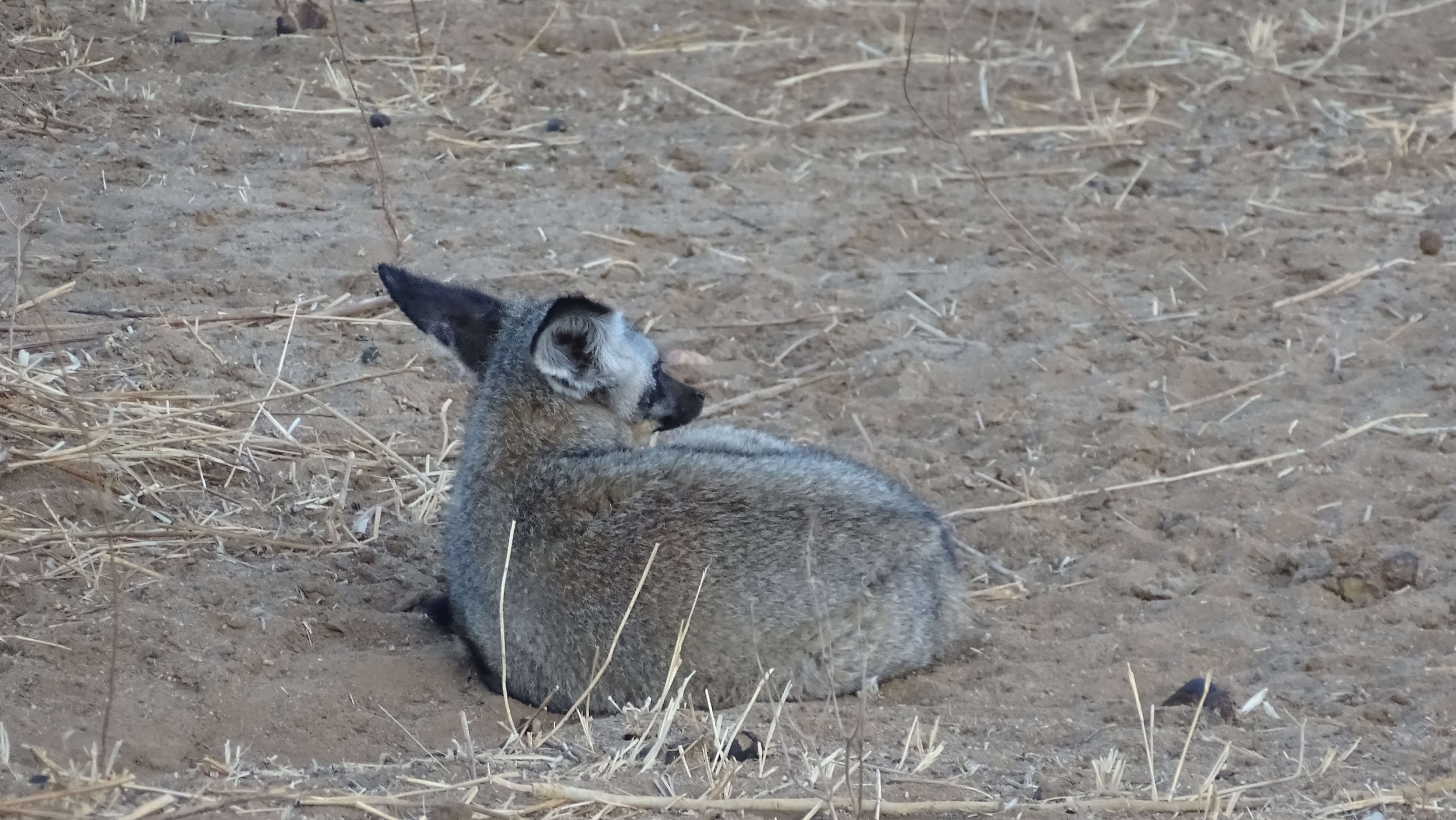 Bat eared fox in Tanzania