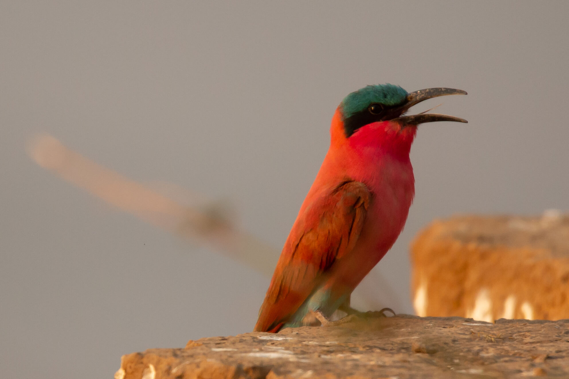 Carmine bee-eater in South Luangwa National Park Zambia