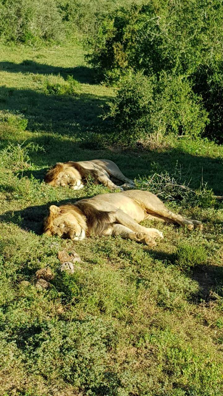 Leeuwen in Kruger National Park Zuid-Afrika