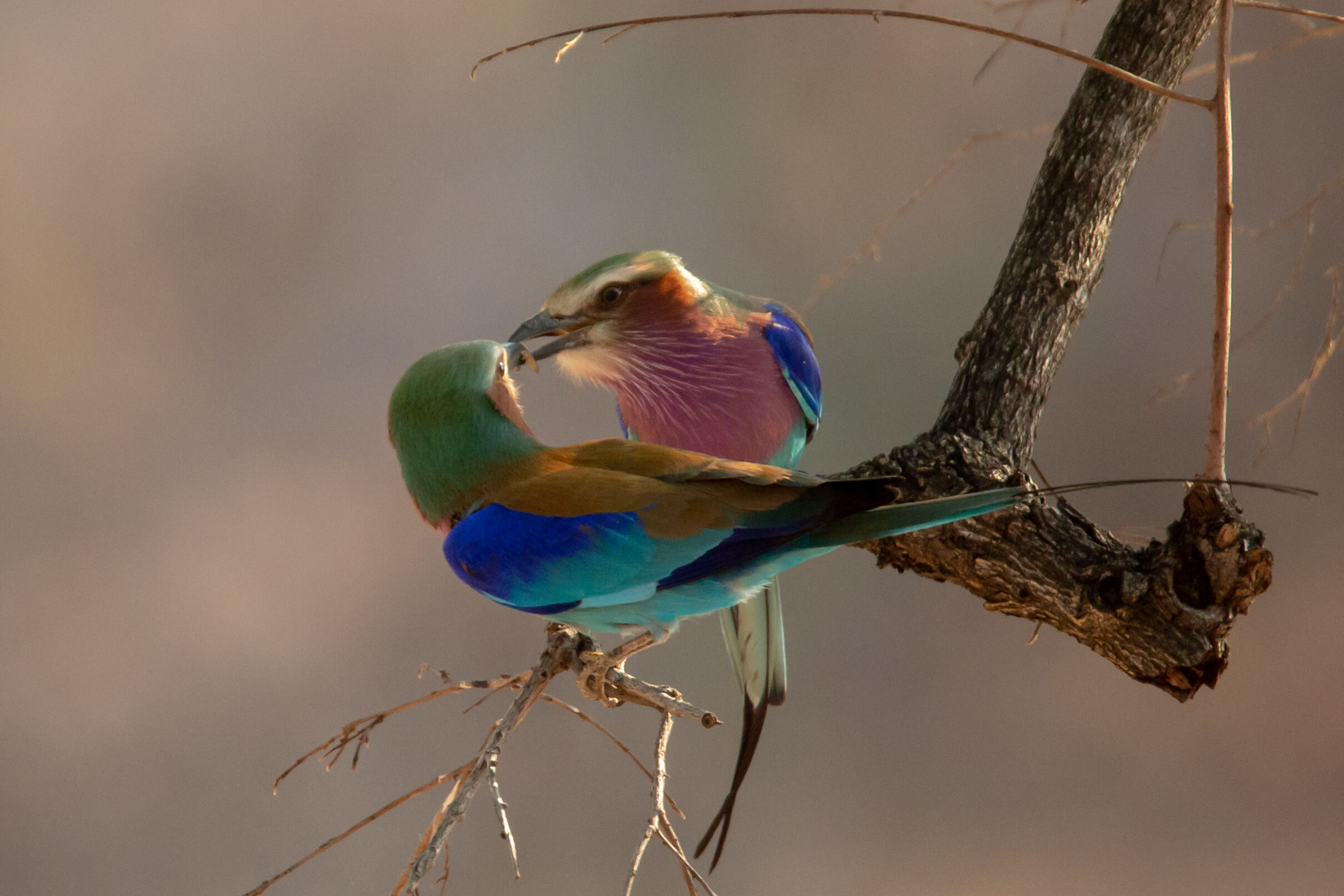 Lilac Breasted Rollers in South Luangwa National Park Zambia