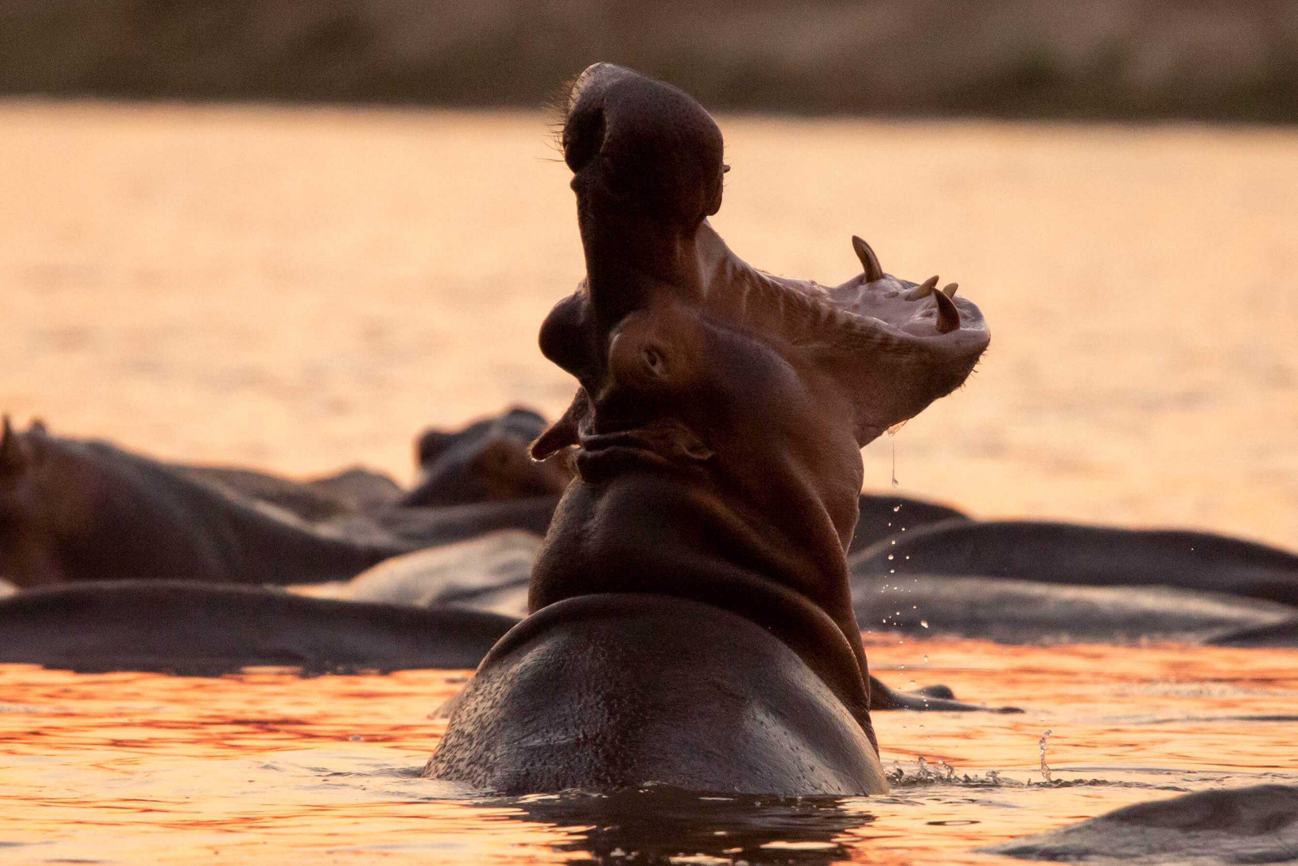 Nijlpaard in Luambe National Park Zambia