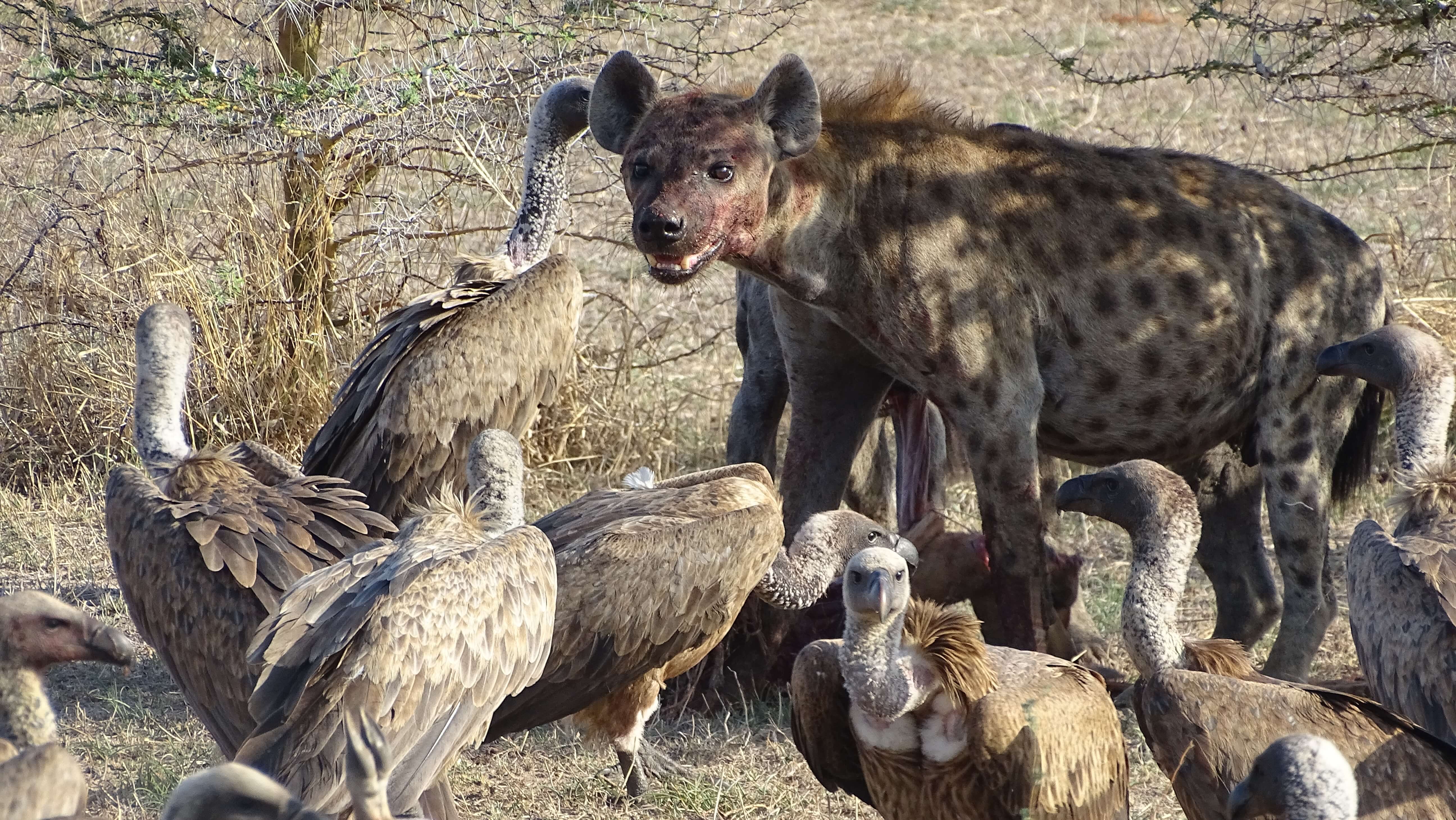 Spotted hyena en gieren in Selous Game Reserve Tanzania