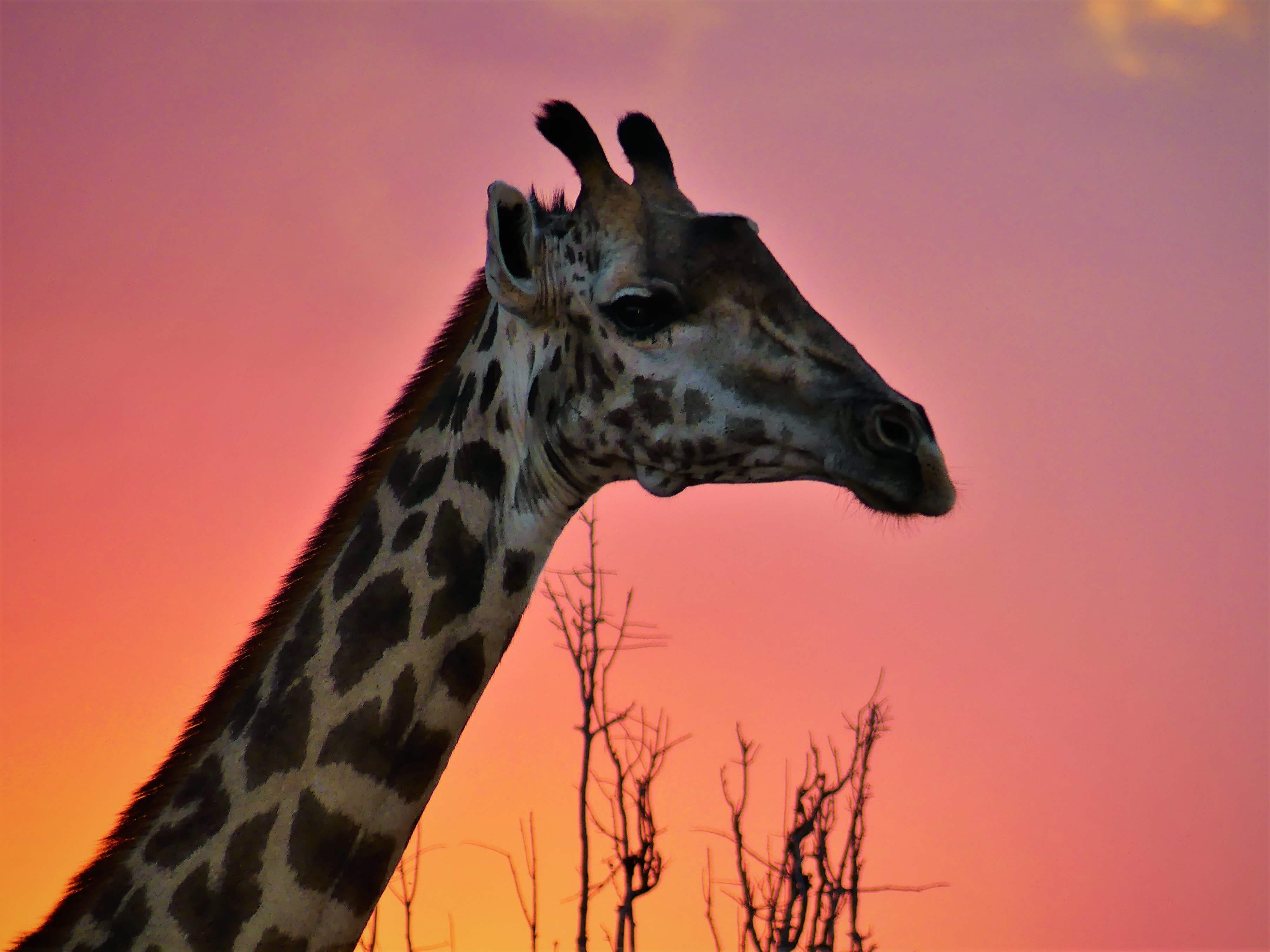 Thornicroft giraffe in South Luangwa National Park Zambia