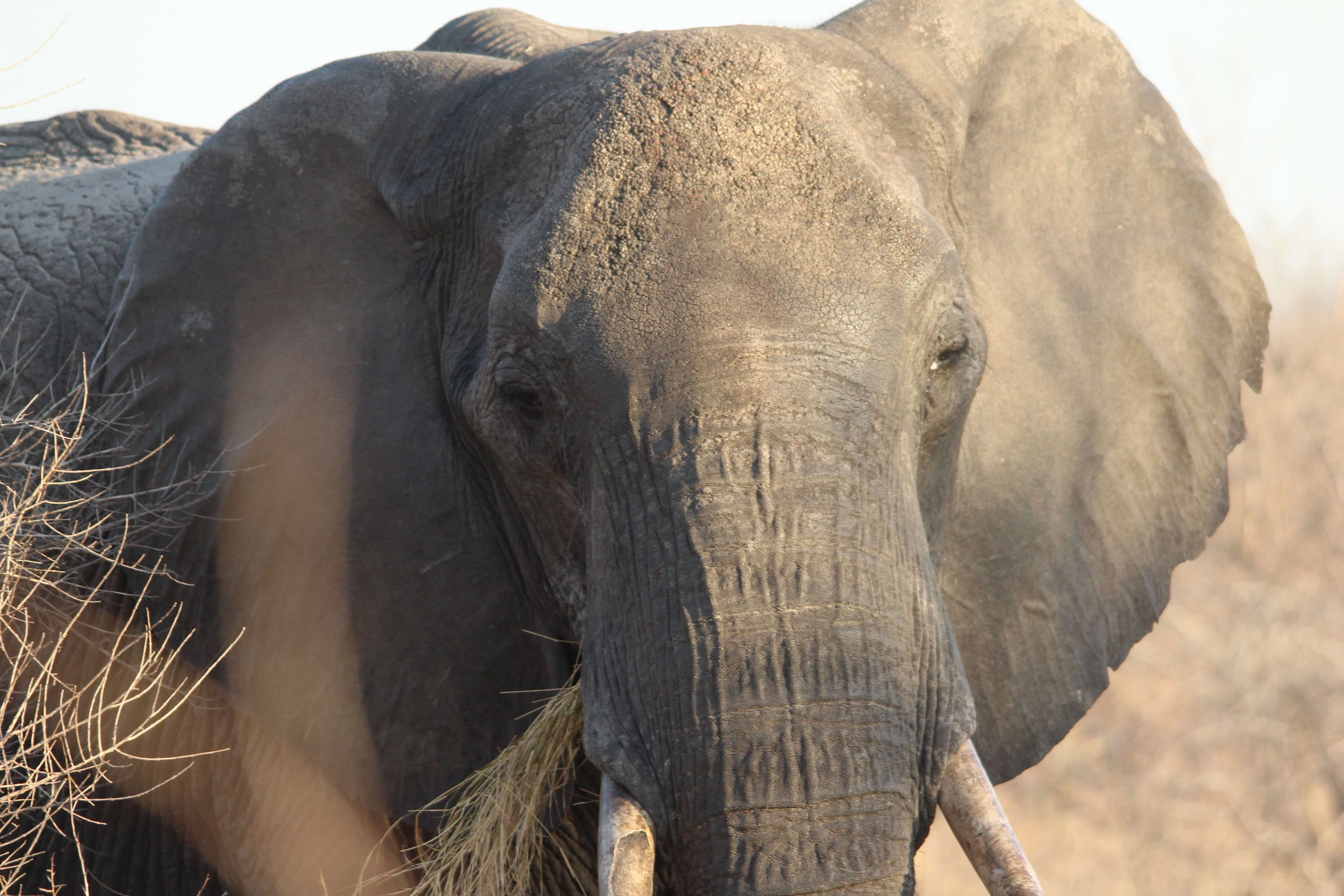Oog in oog met een olifant, Zimbabwe | Mambulu! Safaris with a Difference