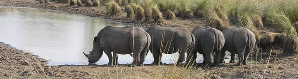 Ziwa Rhino Sanctuary Murchison Falls National Park Uganda