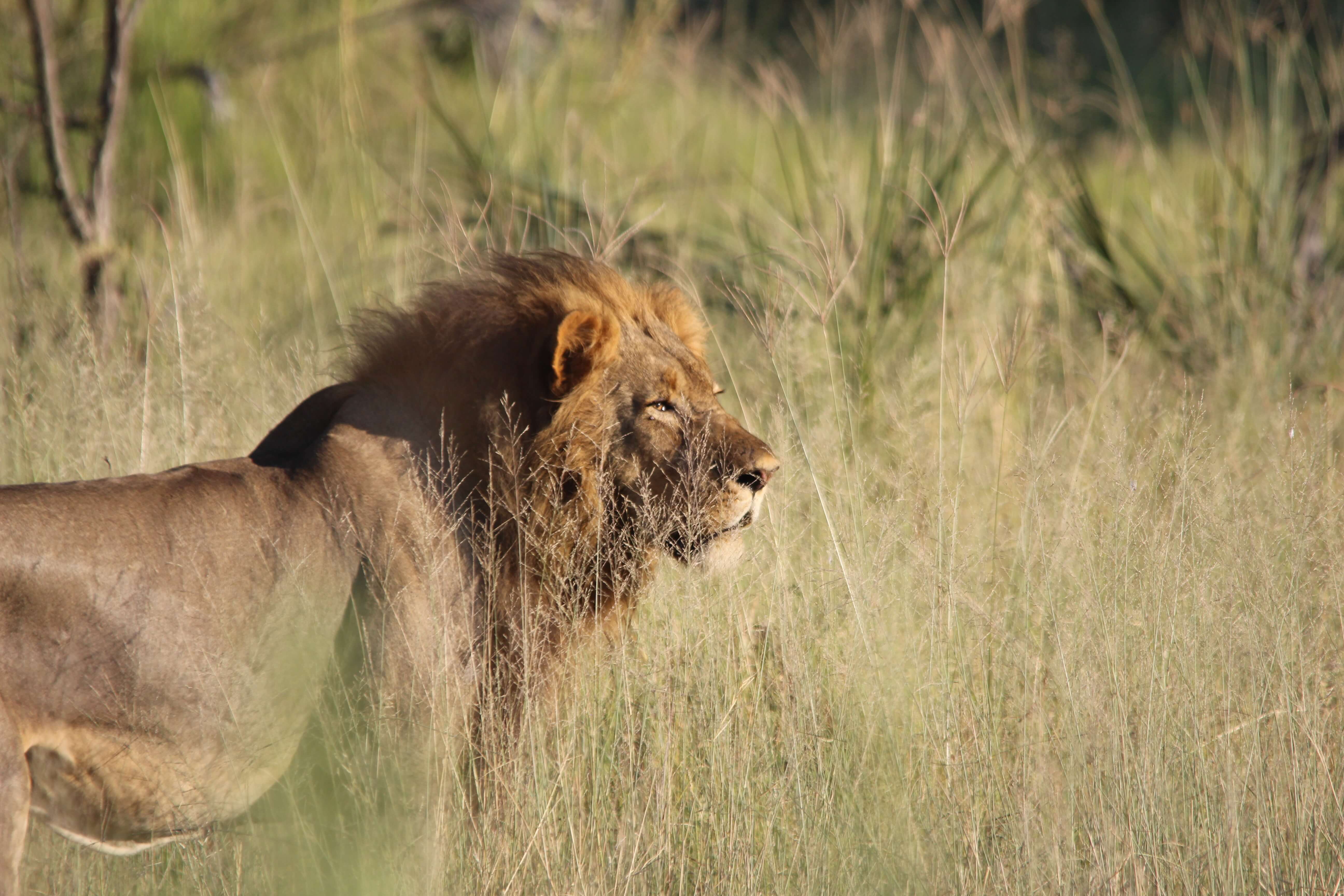 Mannetjes leeuw in de Okavango Delta, Botswana