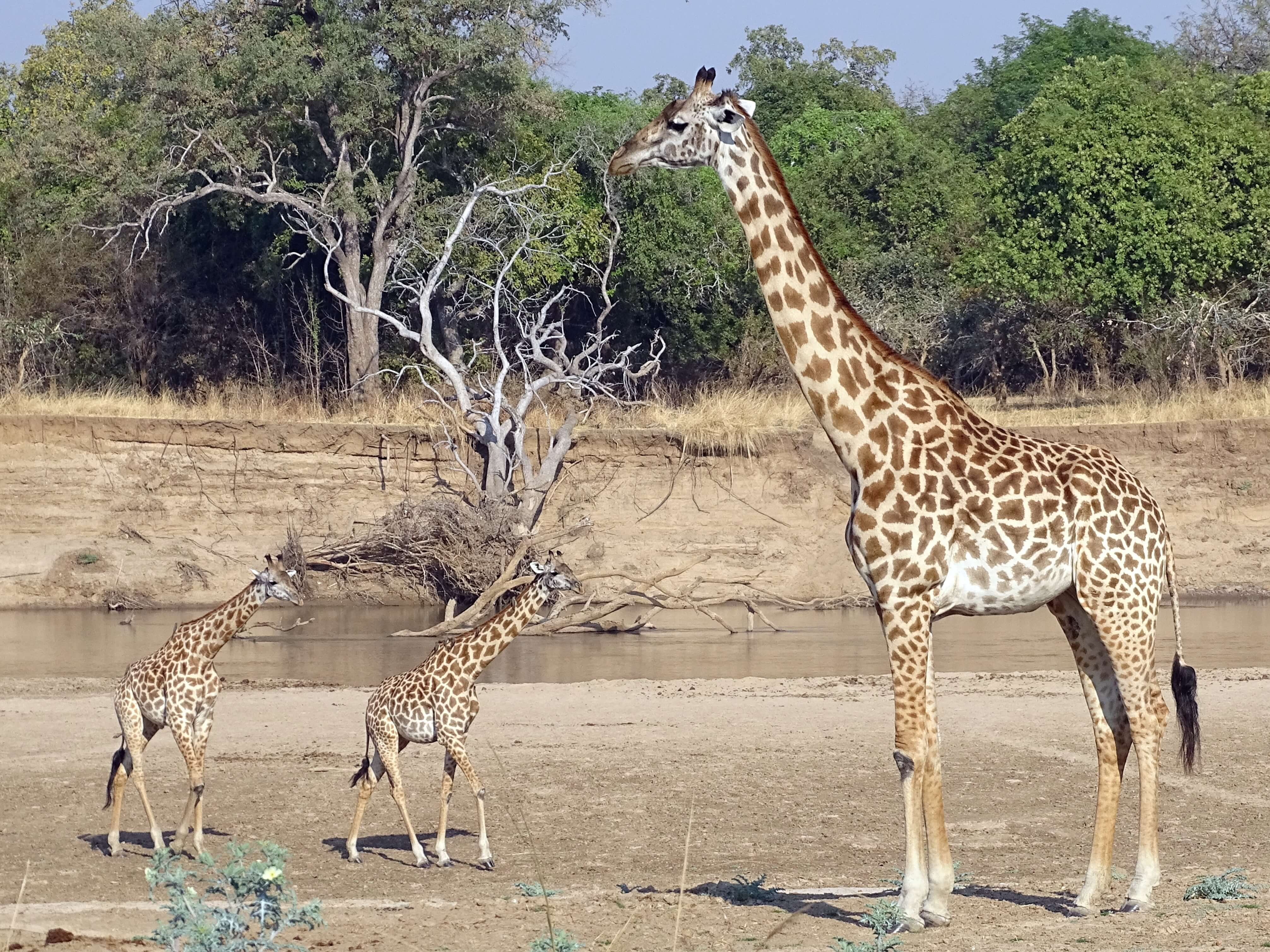 Thornicroft giraffen in South Luangwa National Park Zambia