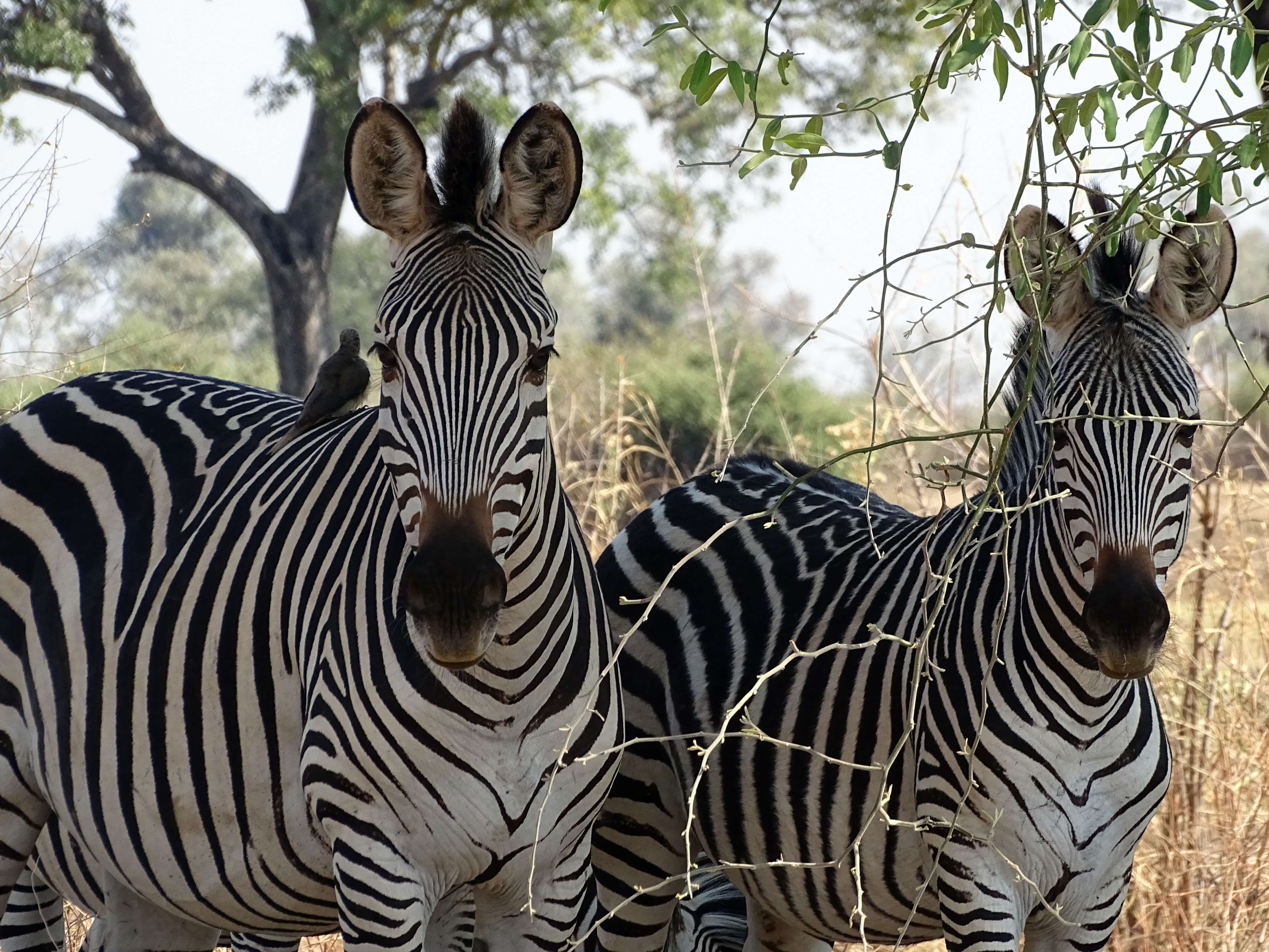 Zebra's in South Luangwa National Park Zambia