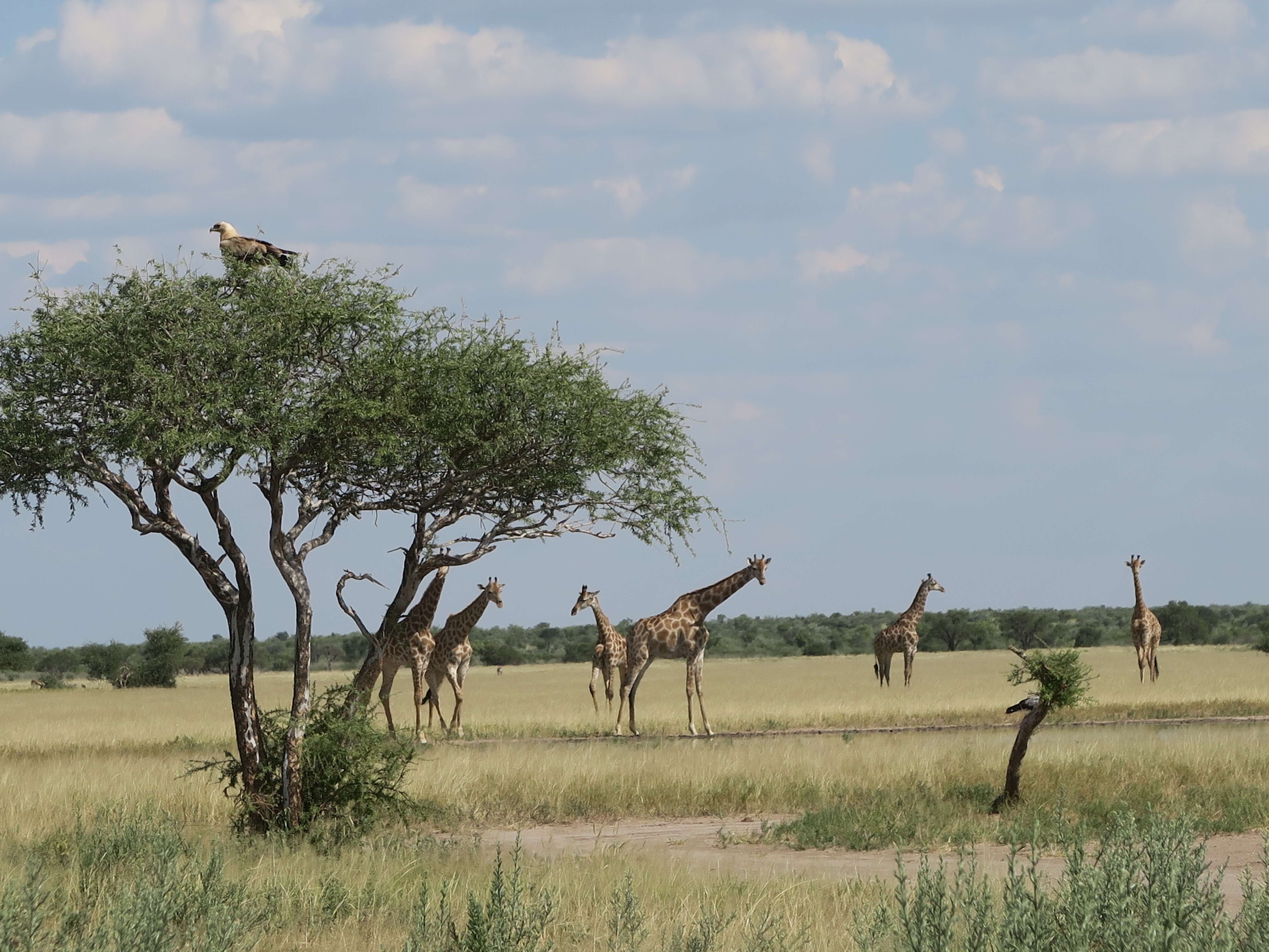 Khutse Game Reserve Botswana veel wildlife