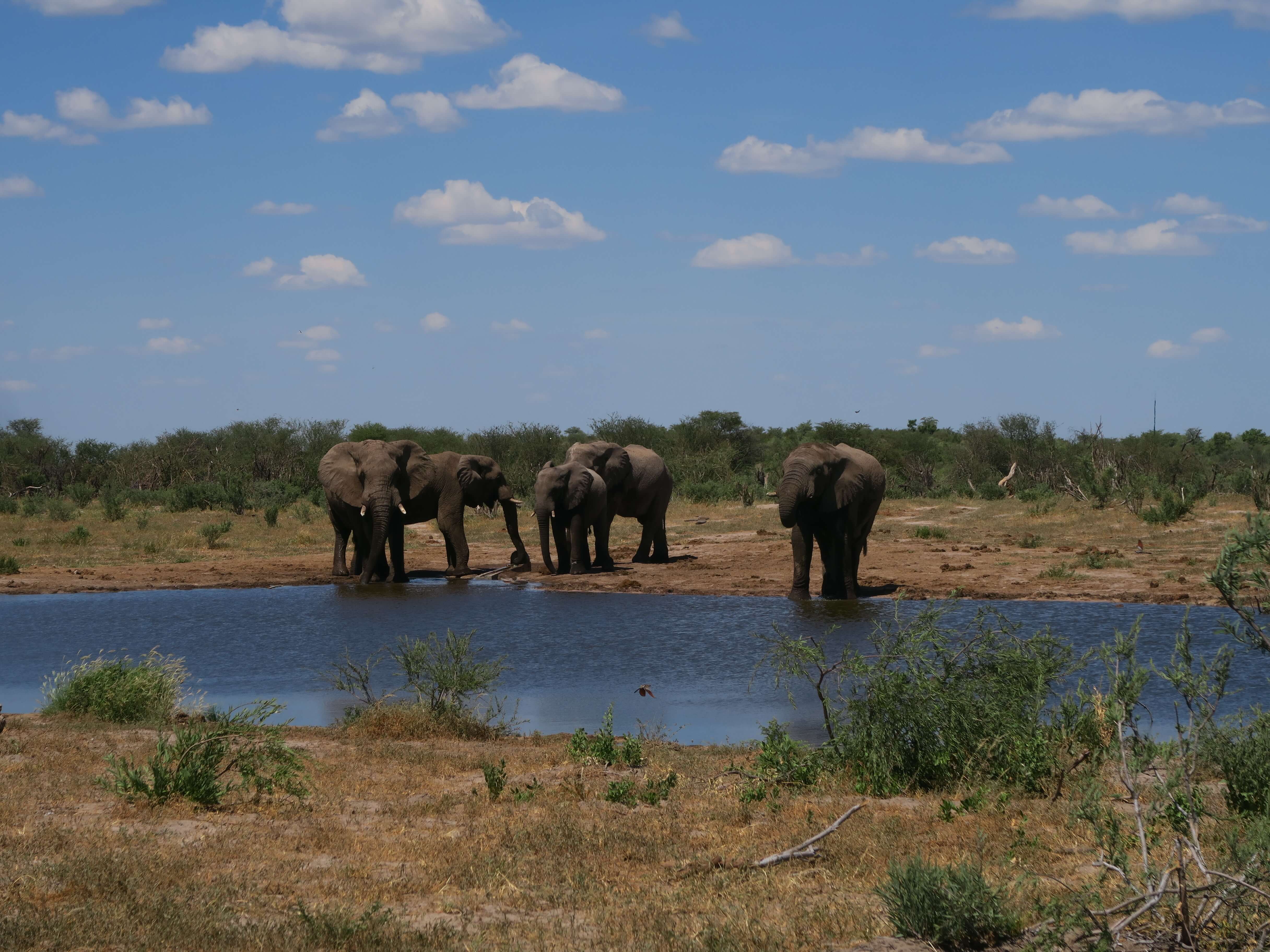 Olifanten bij Xaka waterhole in Central Kalahari Game Reserve Botswana