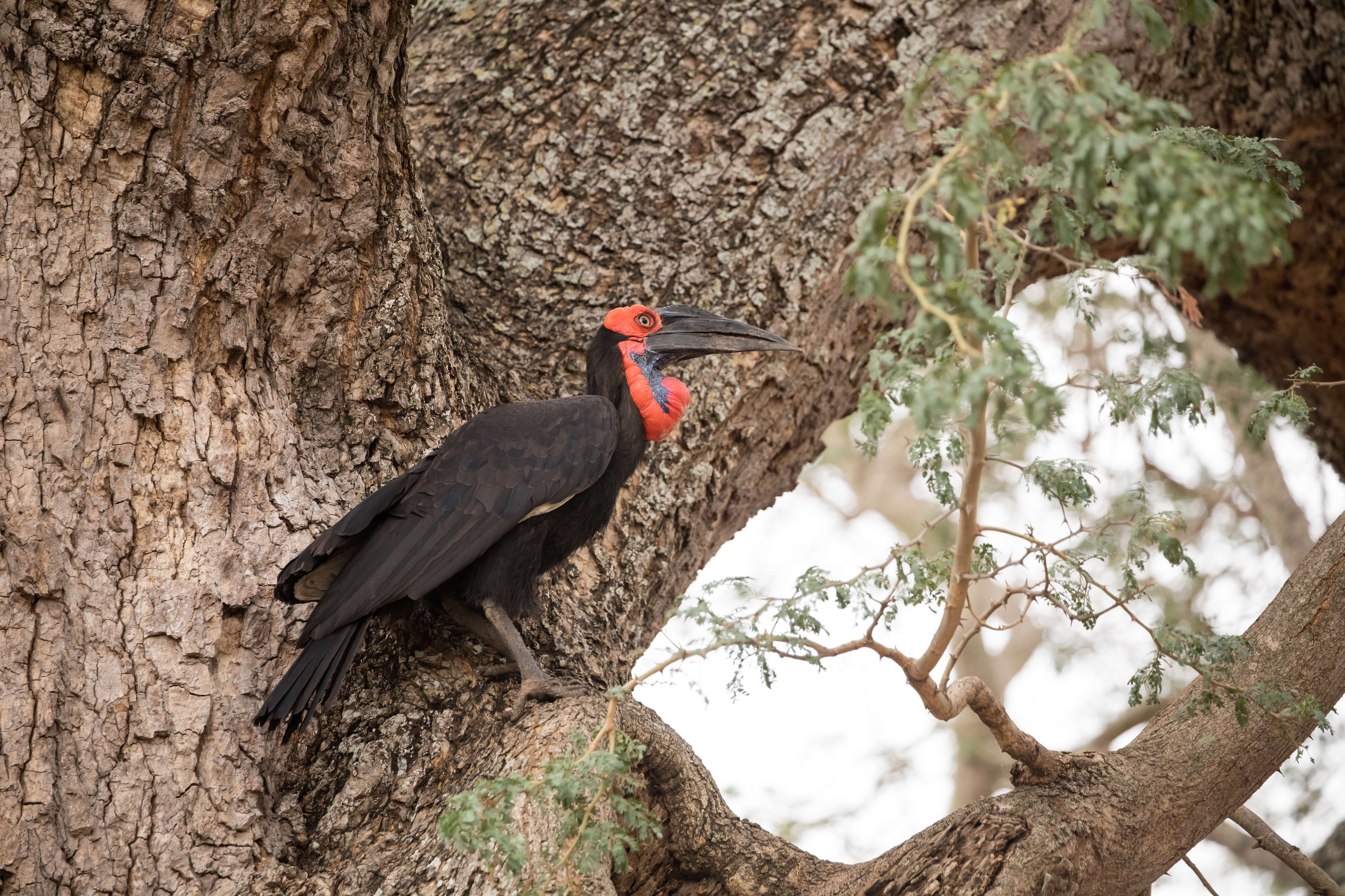 Ground Hornbill in South Luangwa National Park Zambia