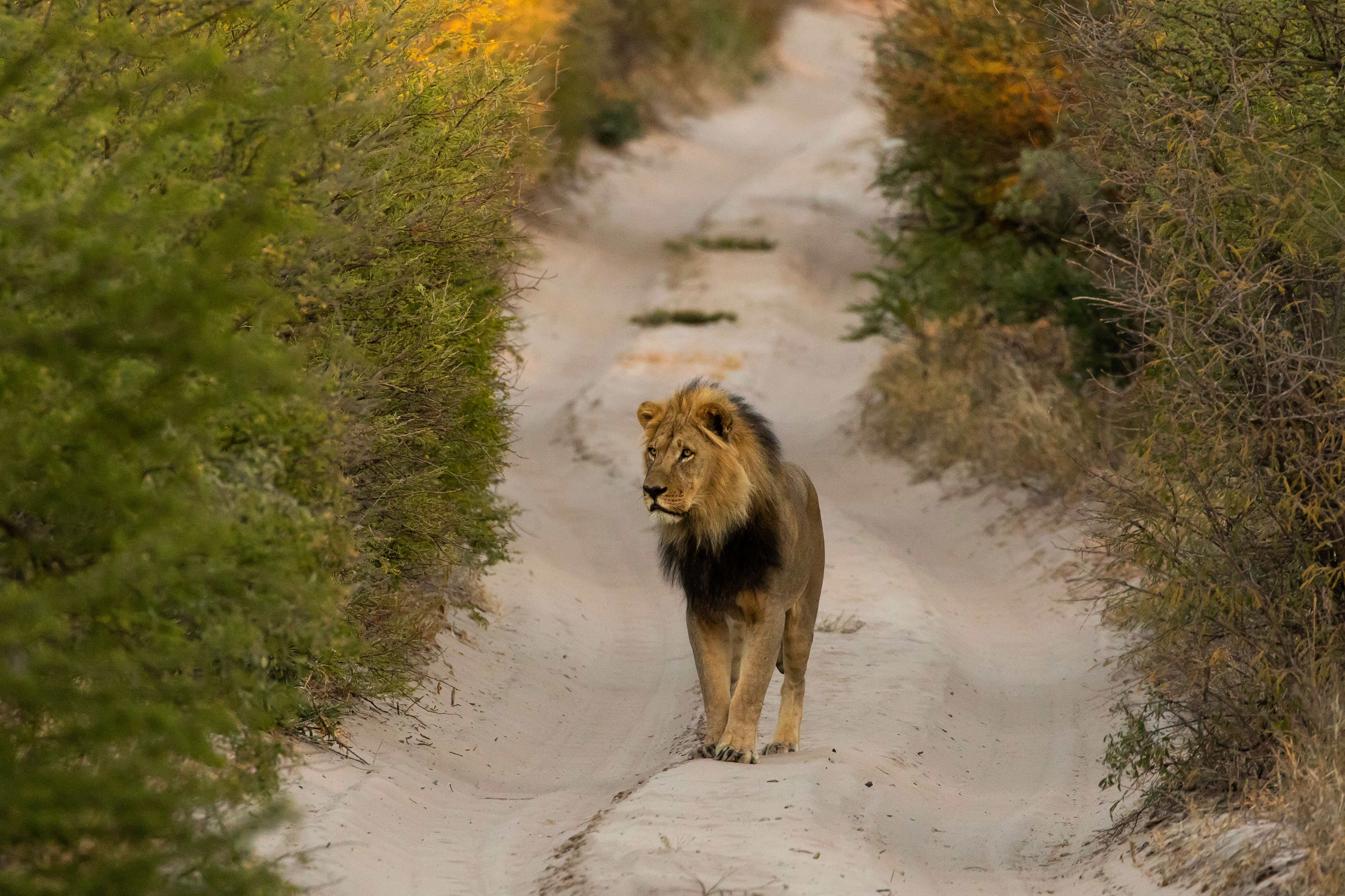 Kalahari leeuw in Central Kalahari Game Reserve Botswana