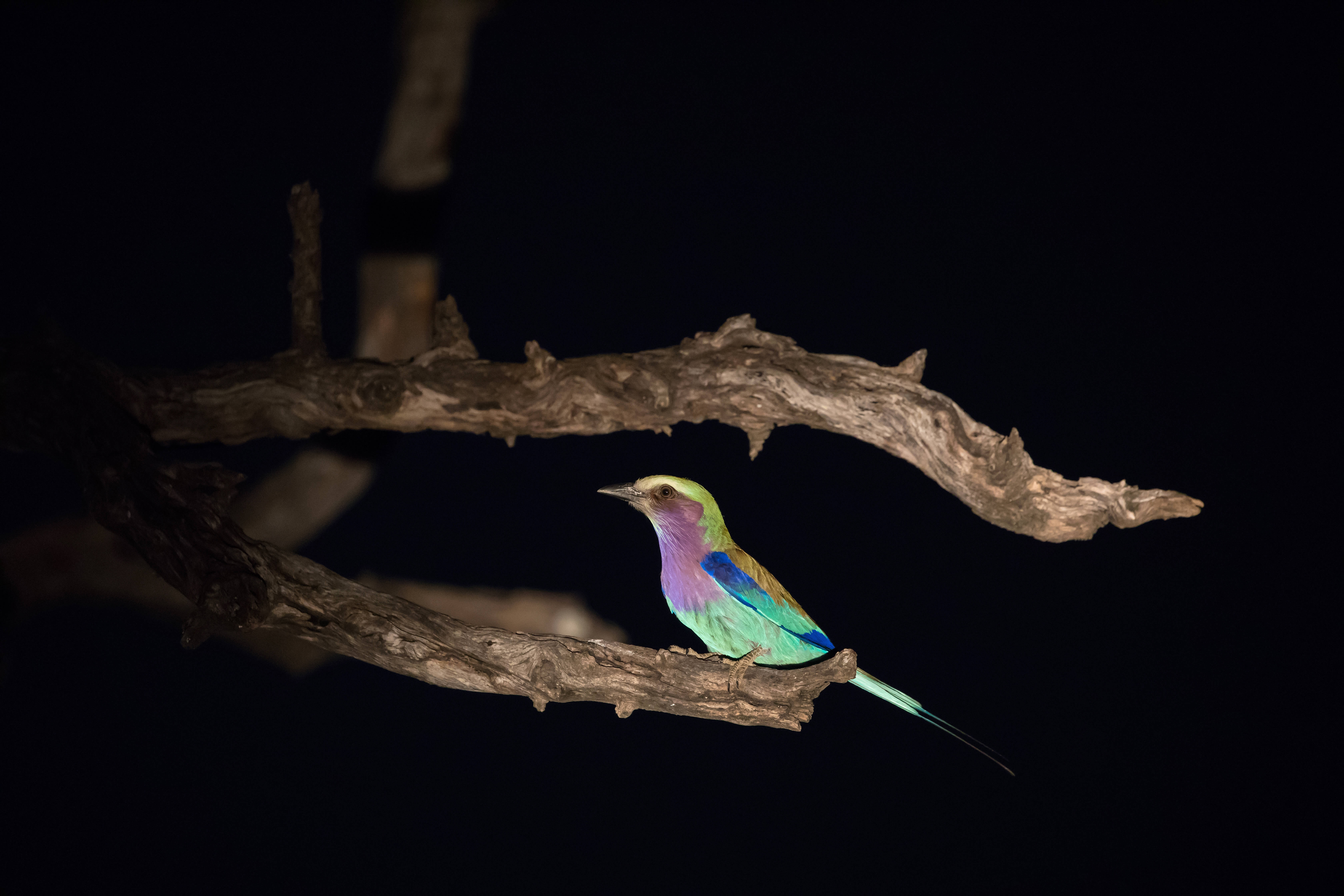 Lilac Breasted Roller in South Luangwa National Park Zambia