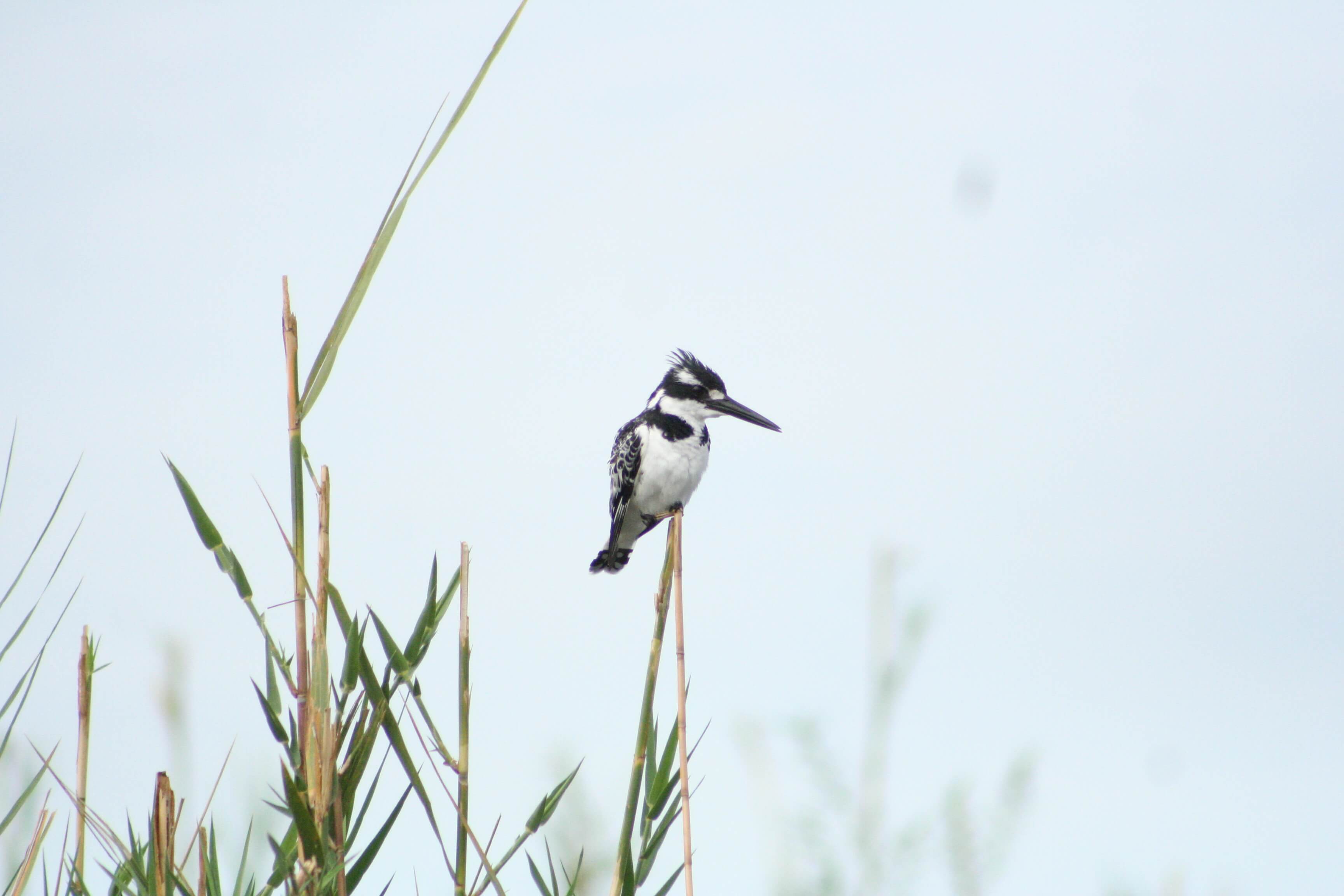 Pied Kingfisher in Liwonde National Park - Mambulu! Safaris with a Difference