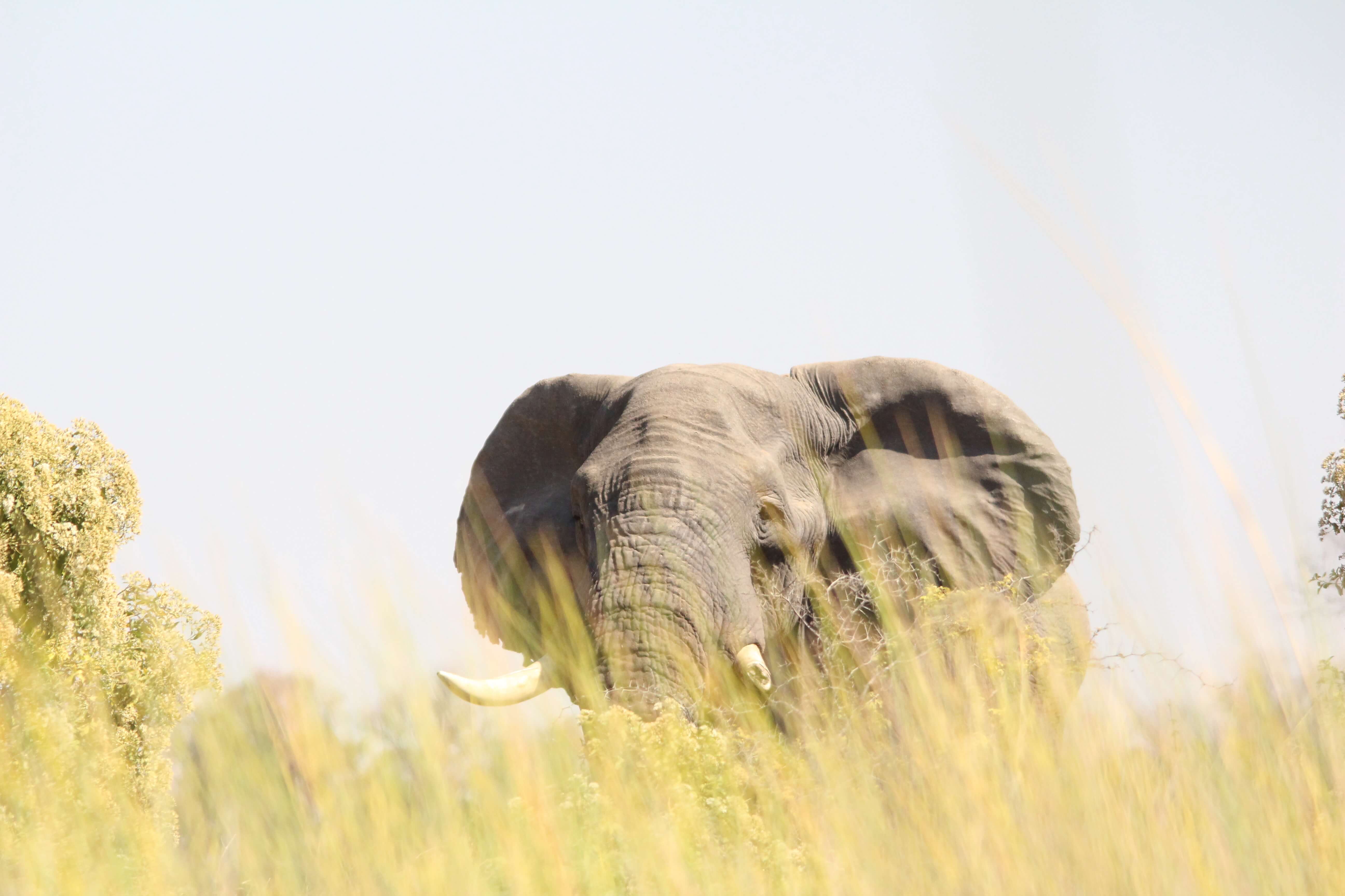 Grootste olifanten populatie - Mambulu! Safaris