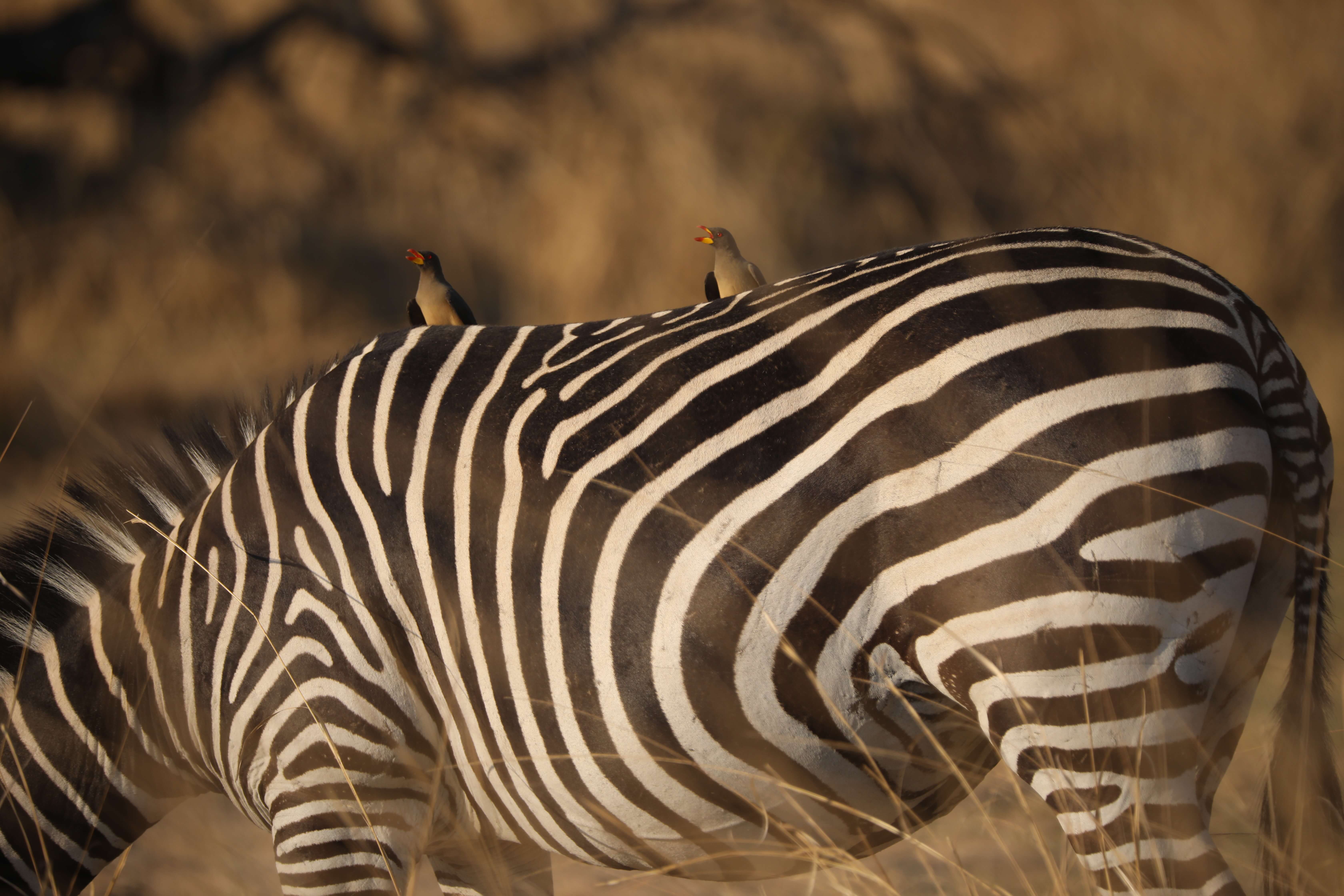 Yellow-billed oxpeckers op zebra South Luangwa National Park Zambia