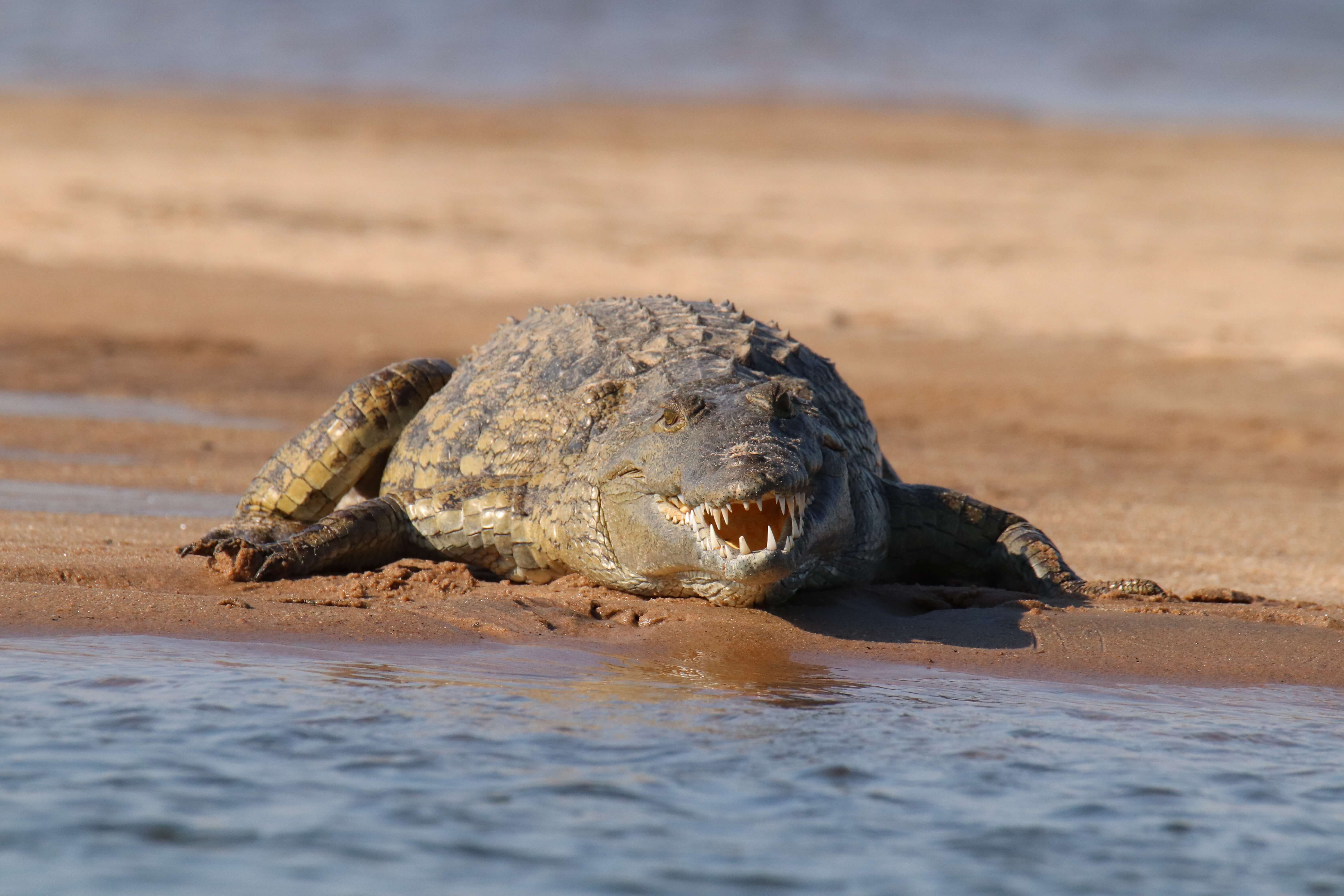 Krokodil in Lower Zambezi National Park Zambia