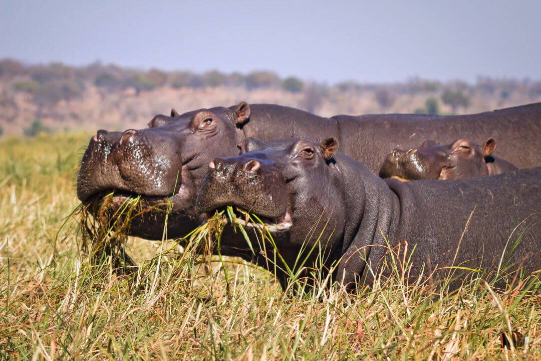 Hippo's Chobe, Botswana