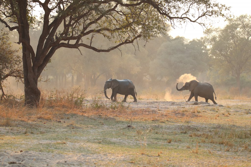 Olifanten in South Luangwa National Park Zambia