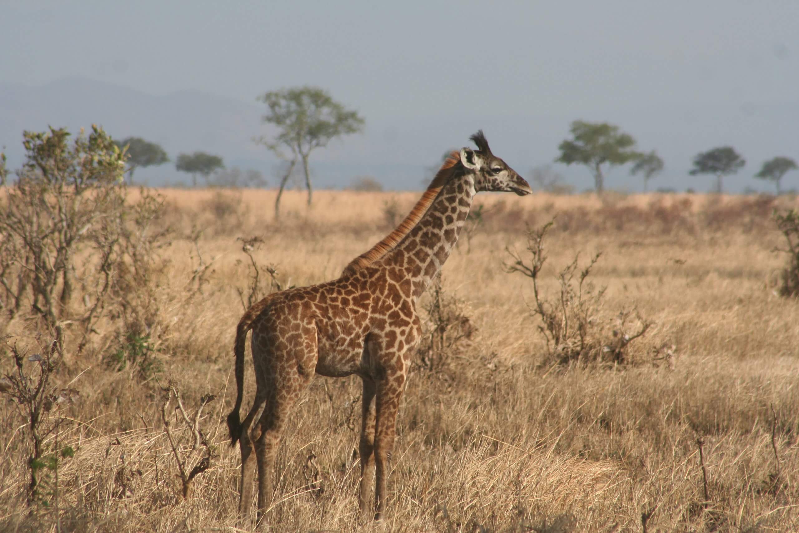 Selous Game Reserve, Jonge giraffe, Tanzania