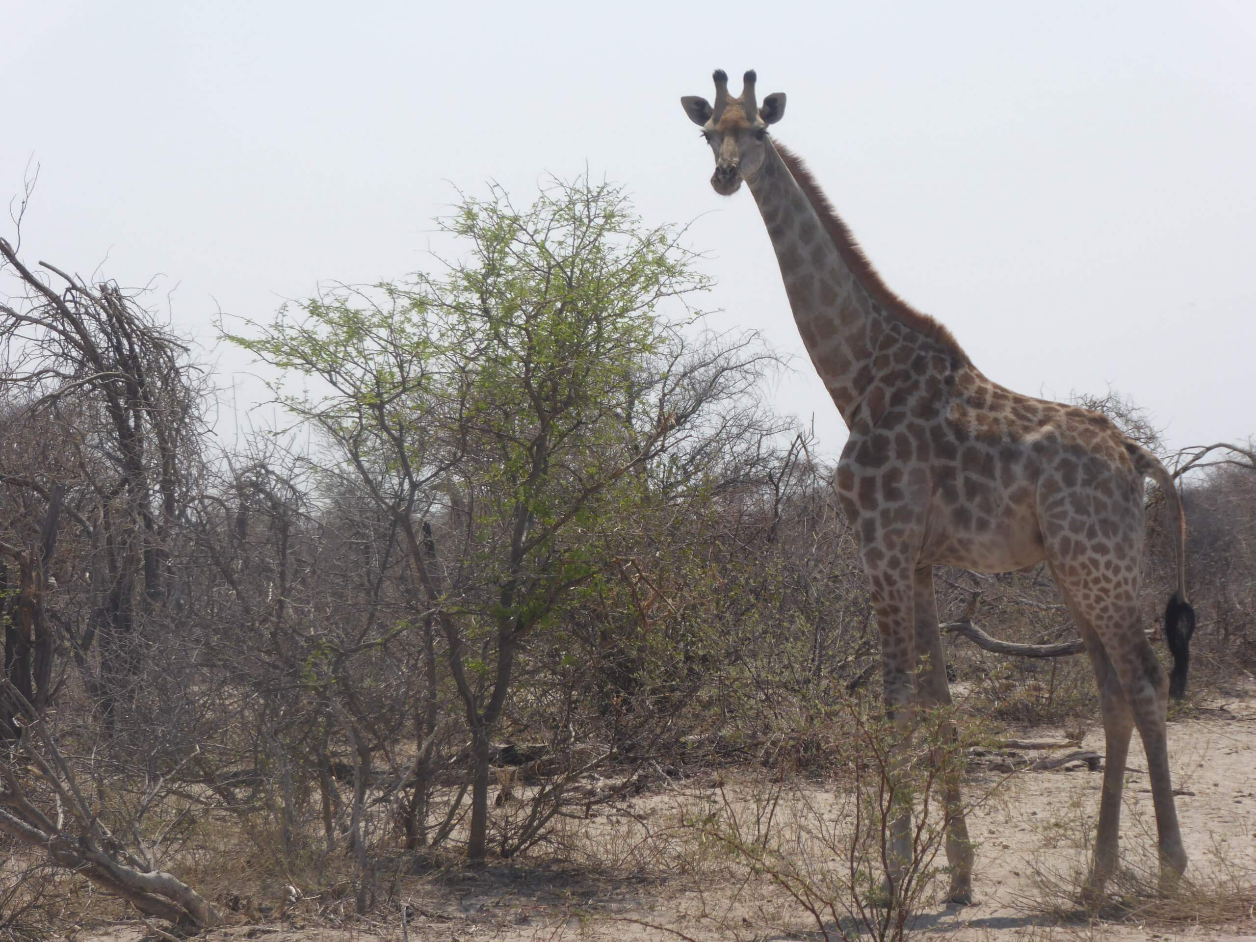 Makgadigadi National Park giraf