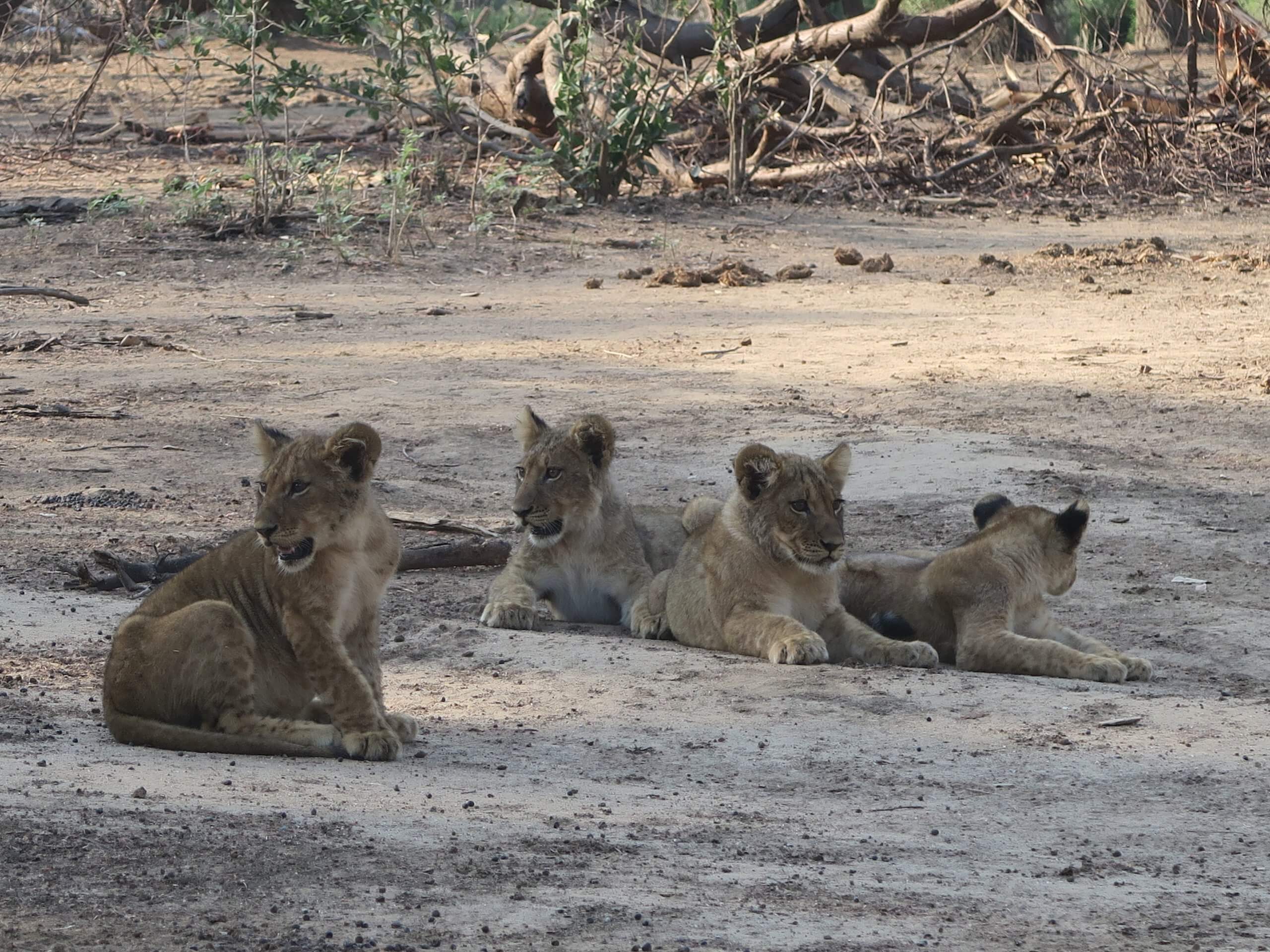 Lower Zambezi National Park leeuwen welpjes