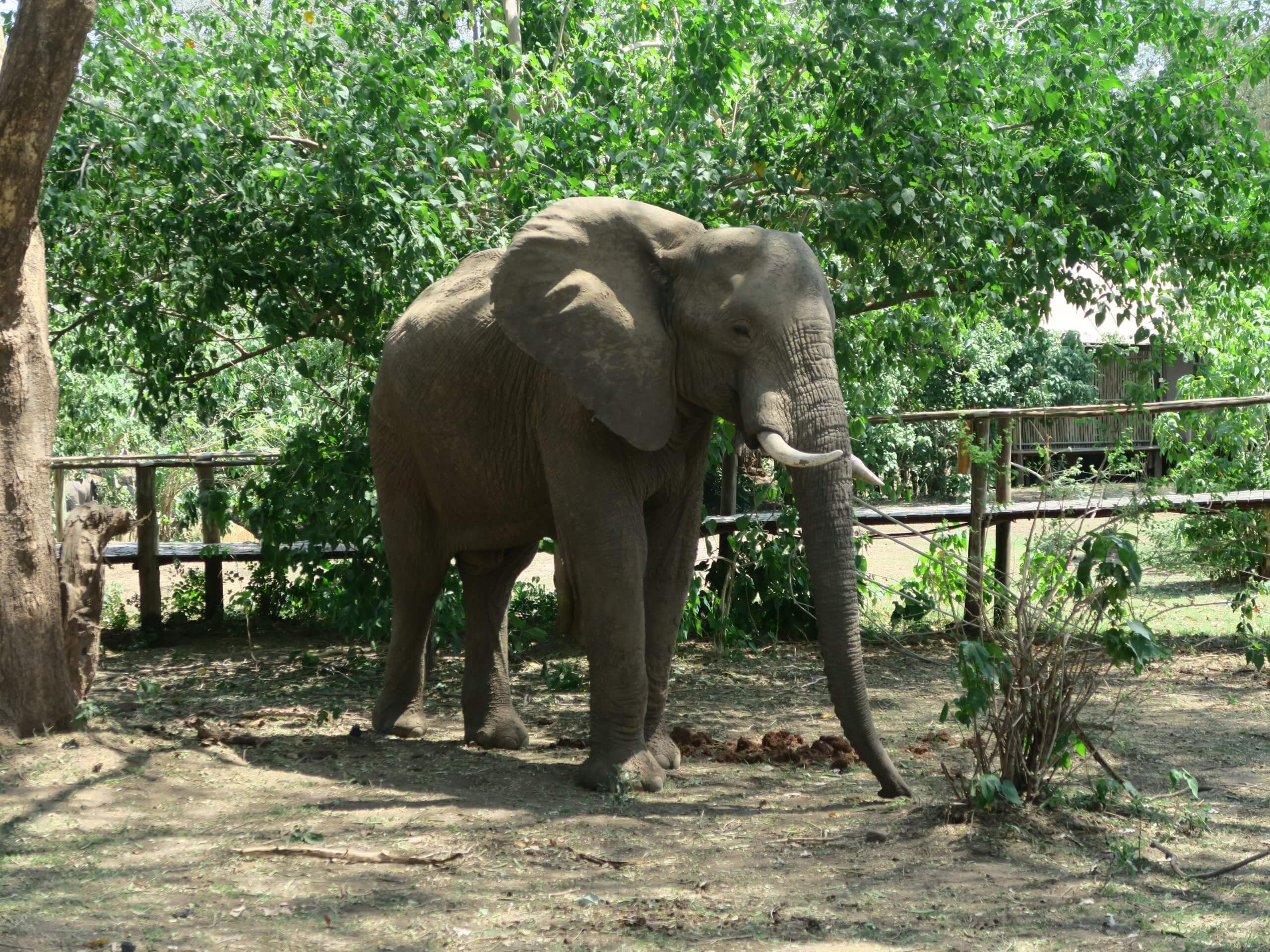 Lower Zambezi National Park olifant in de lodge