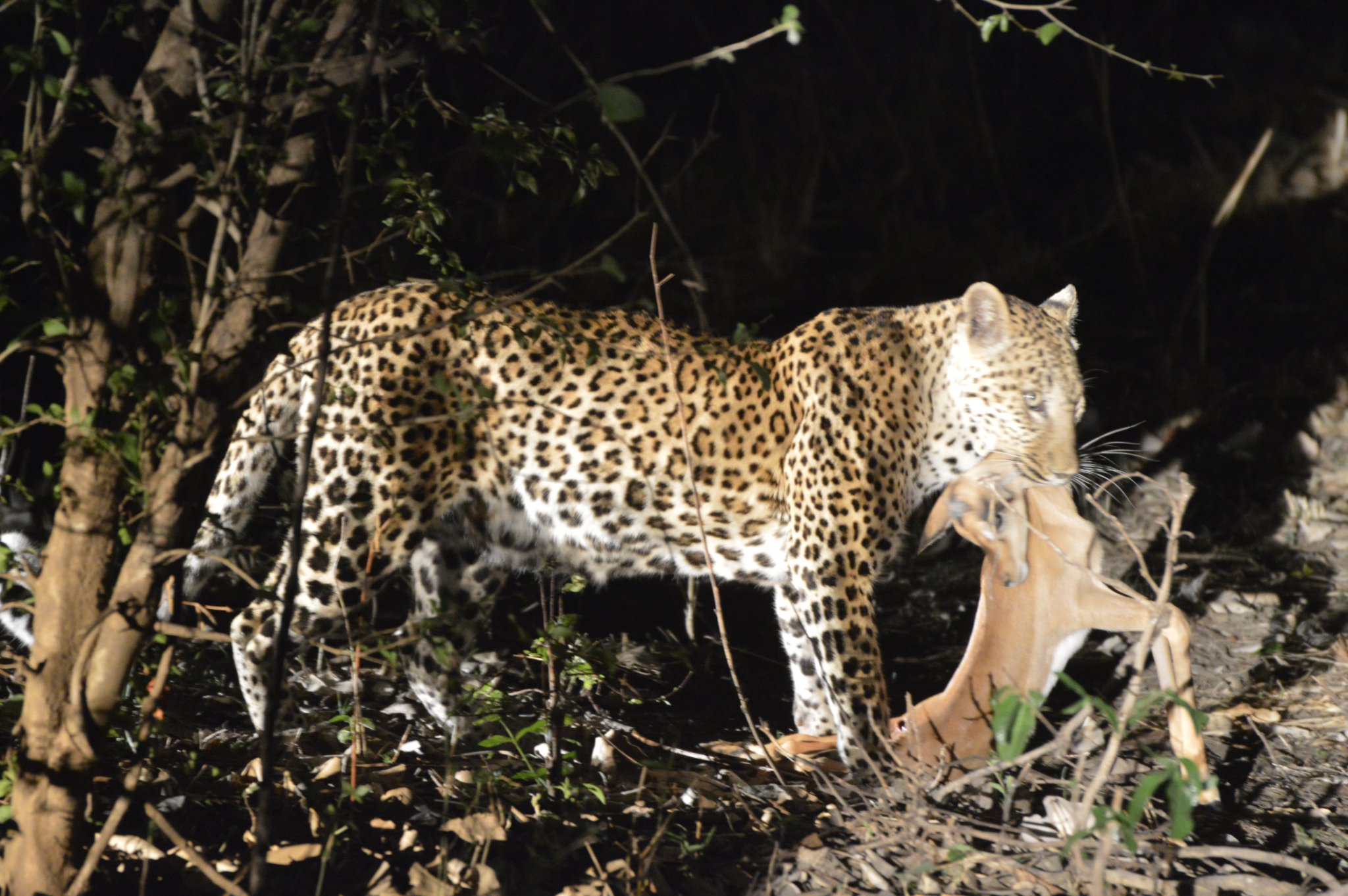 Zambia | Dé Reisspecialist Voor Afrika Sinds 2010 | Mambulu! Safaris