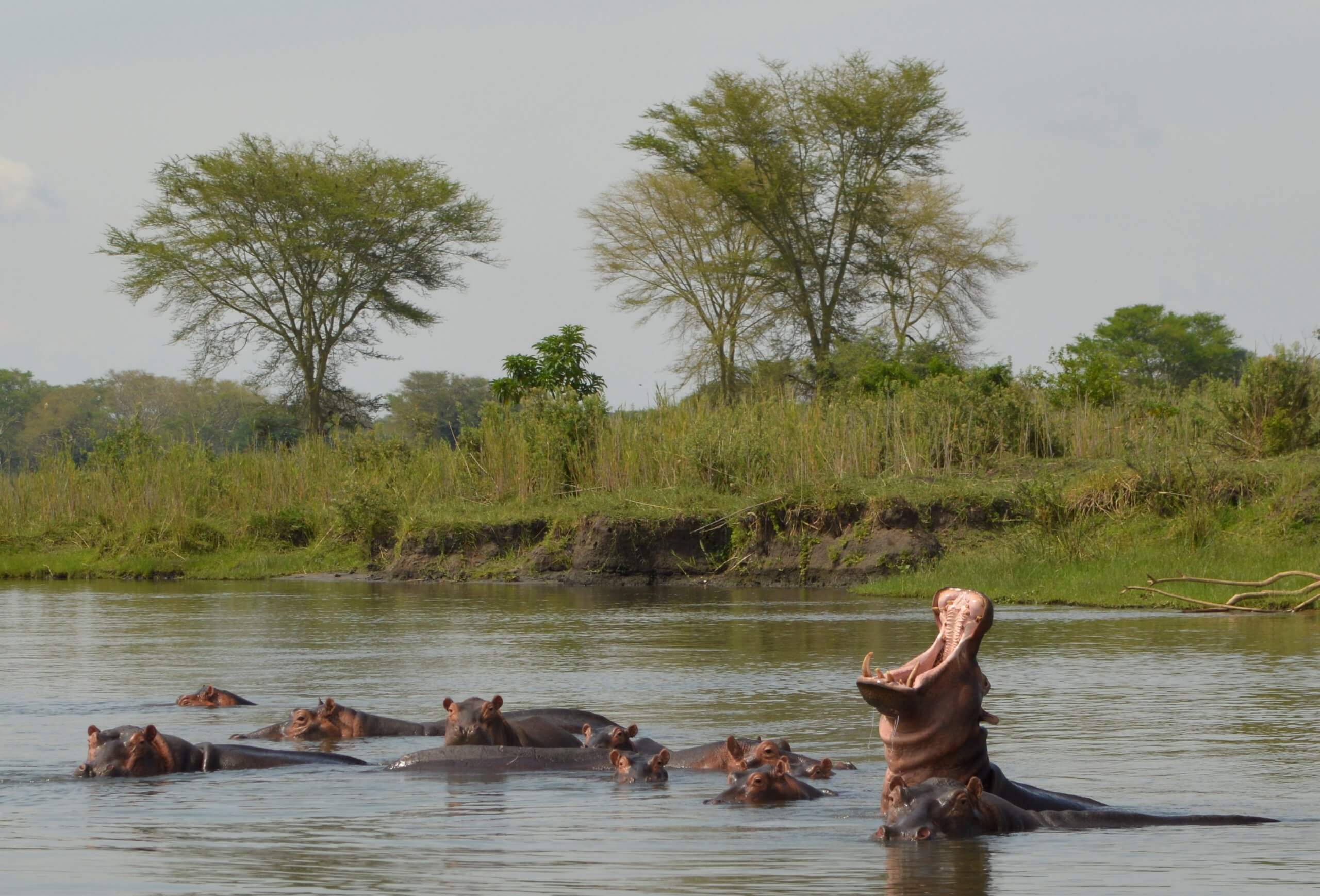 Nijlpaarden in Shire rivier in Liwonde National Park Malawi