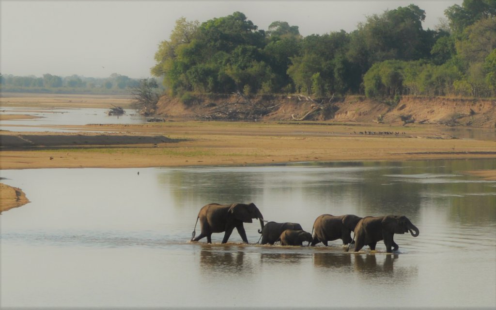 Olifanten steken Luangwa rivier in Zambia over