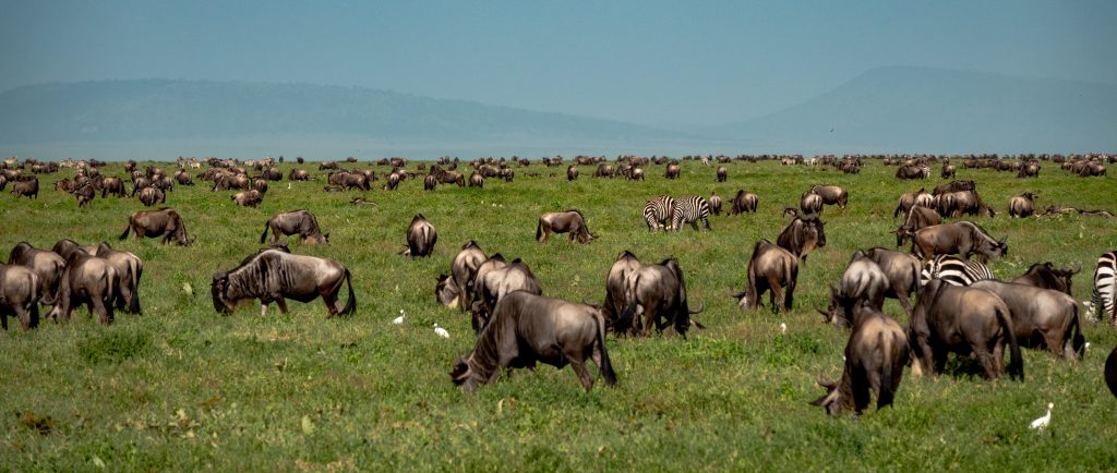 Grote migratie in Serengeti National Park Tanzania