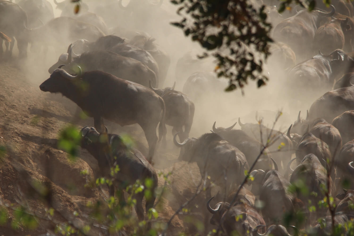 Kruger National Park, groep buffels, Zuid-Afrika