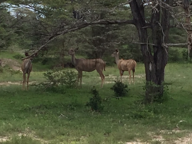 Kudu's in Selous Game Reserve Tanzania