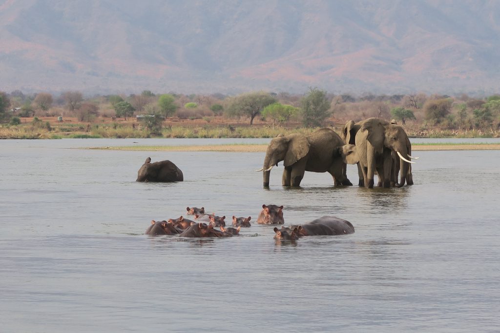 Lower Zambezi, Olifanten en Nijlpaarden in de rivier, Zambia