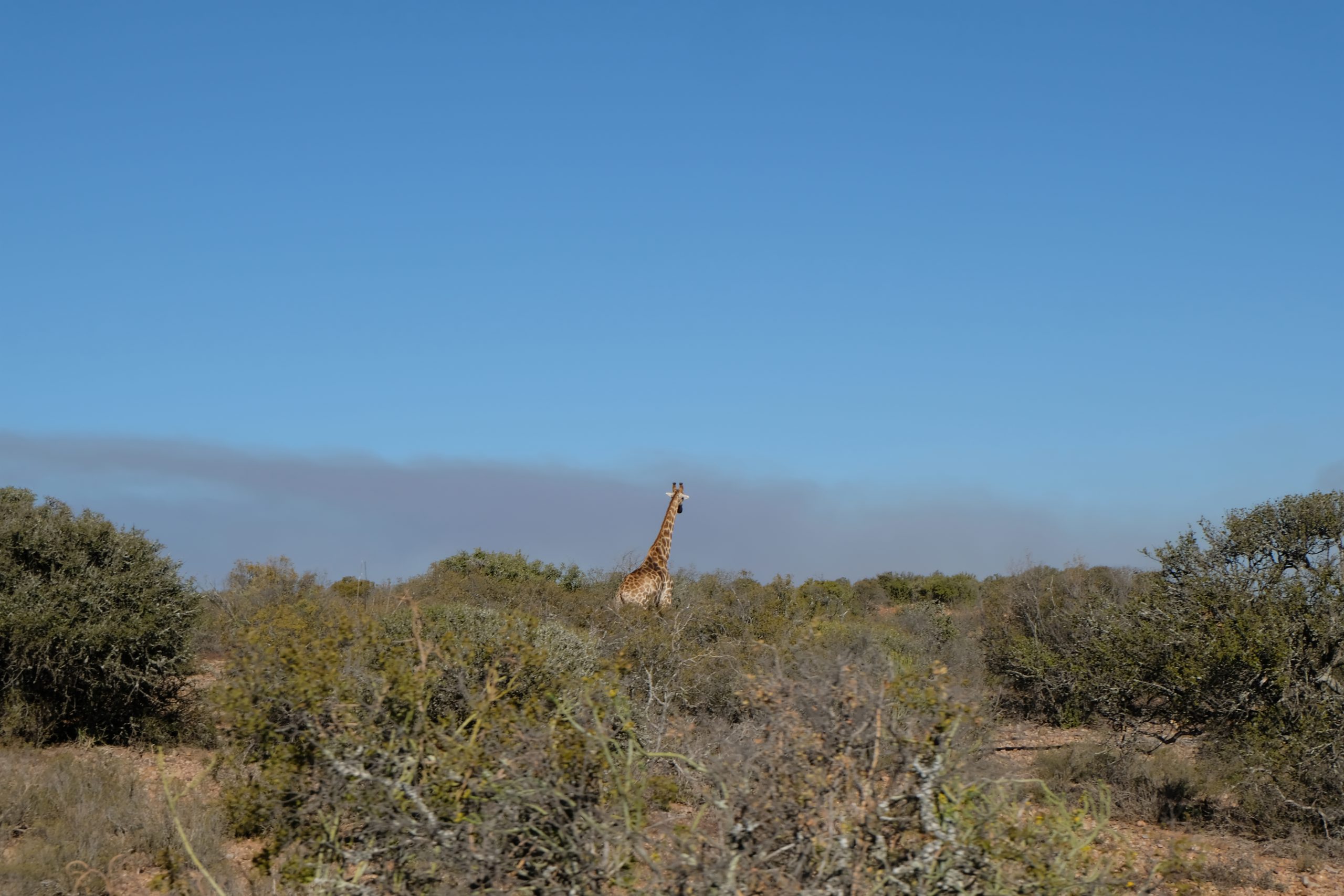 Oudtshoorn, Buffelsdrift, Zuid-Afrika