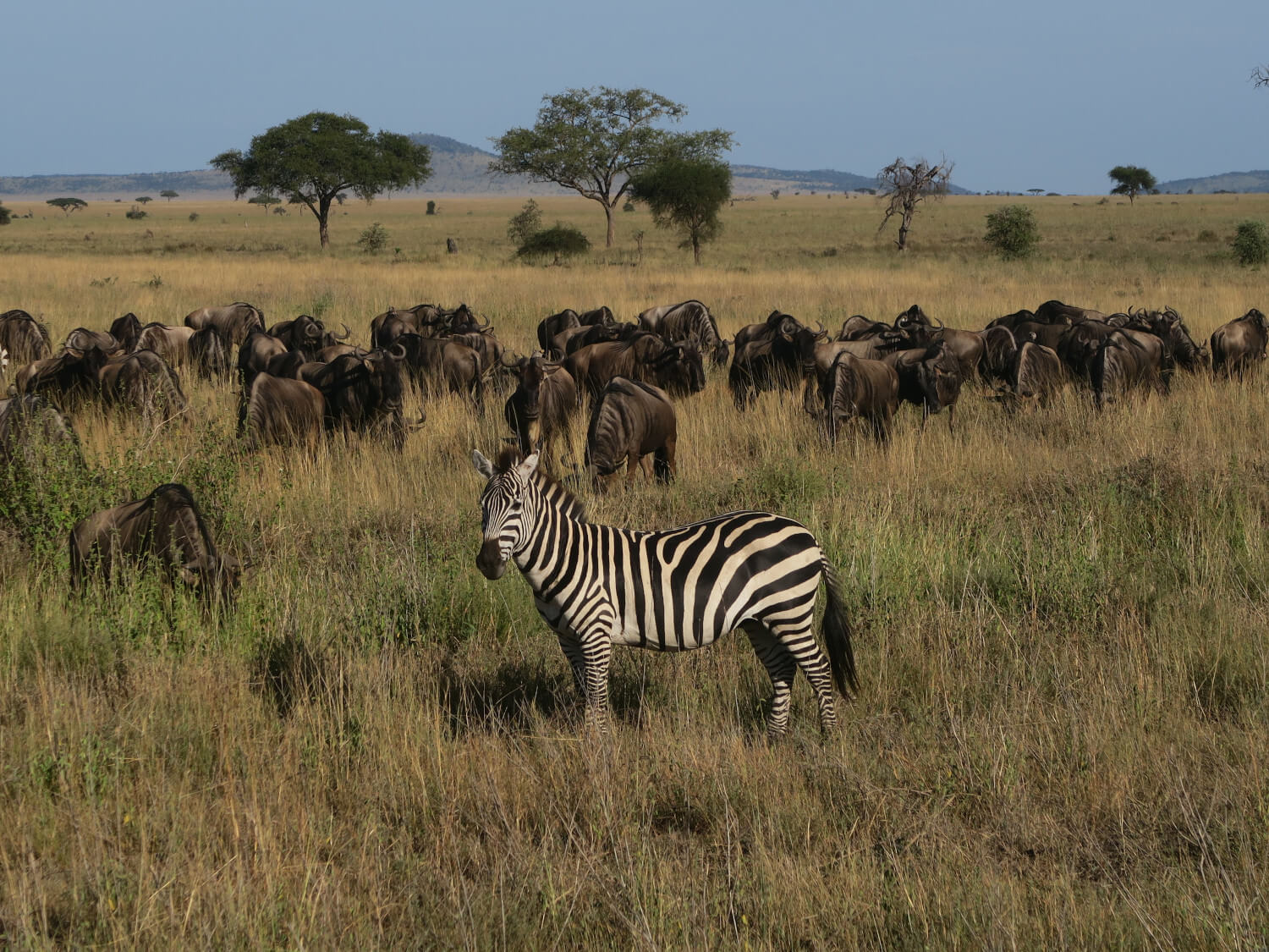 Serengeti National Park, Zebra's en Gnoes, Tanzania