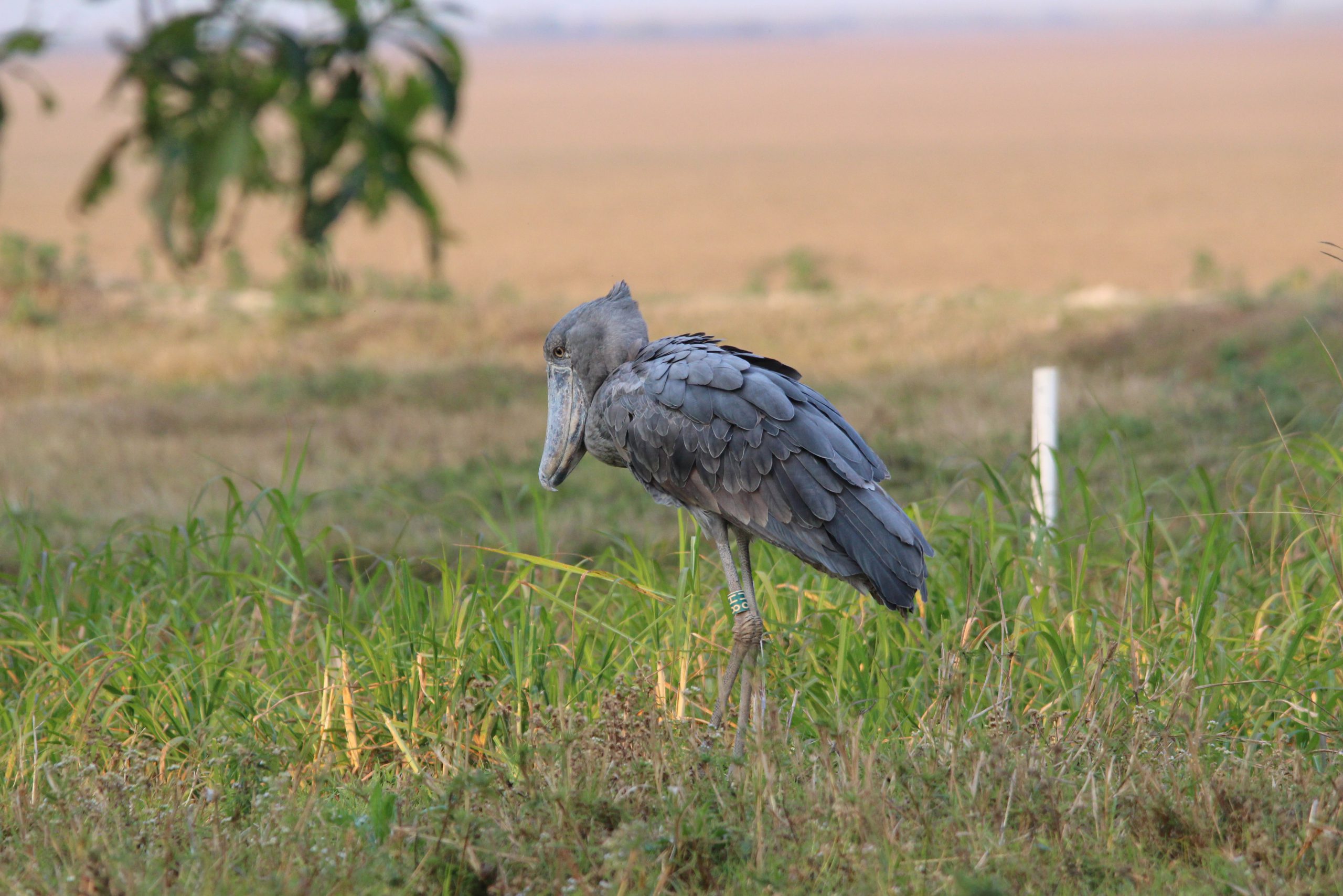 Shoebill Vogel in Bangweulu Swamps, Zambia